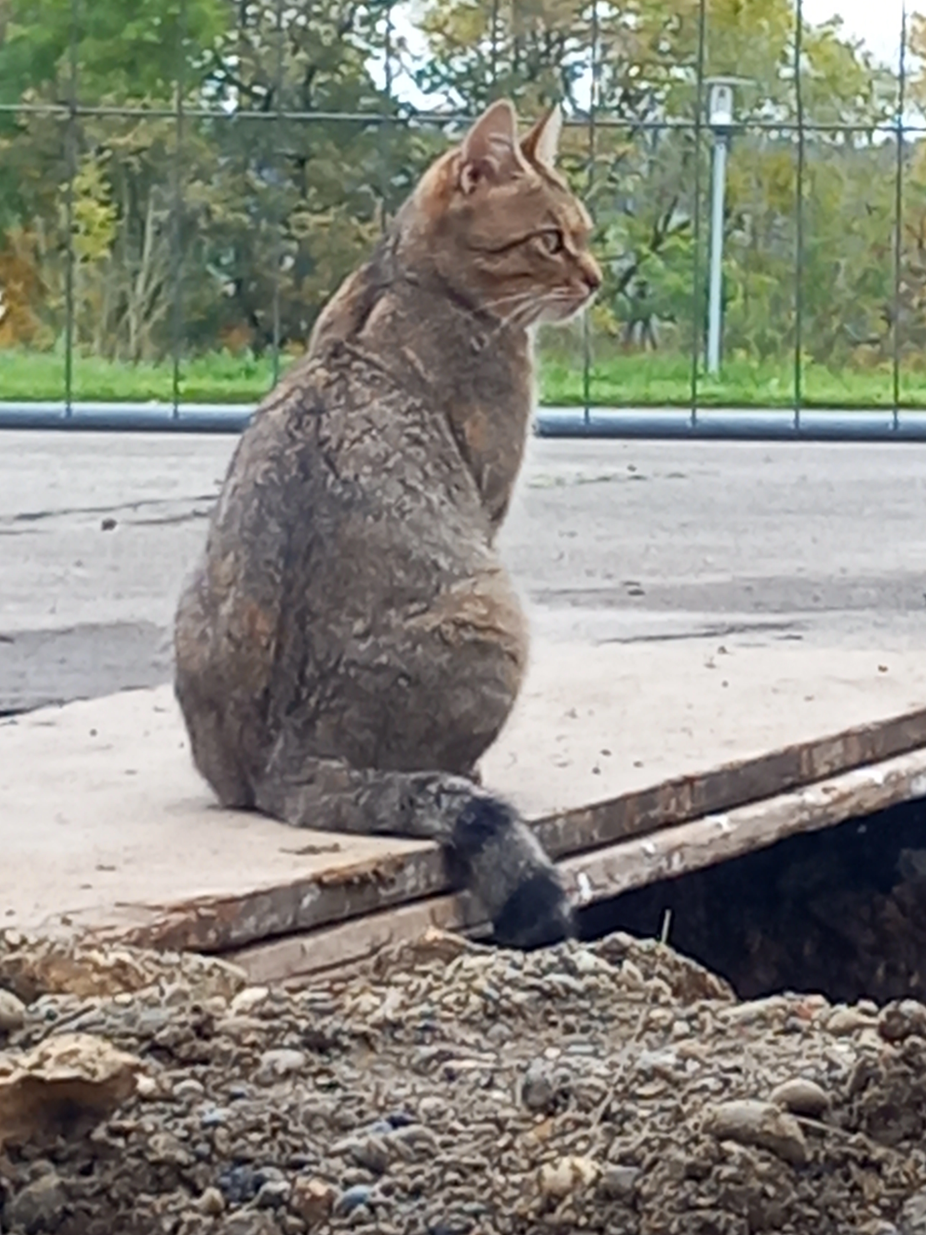 Trixie - Raiffeisenstraße, Stetten am kalten Markt