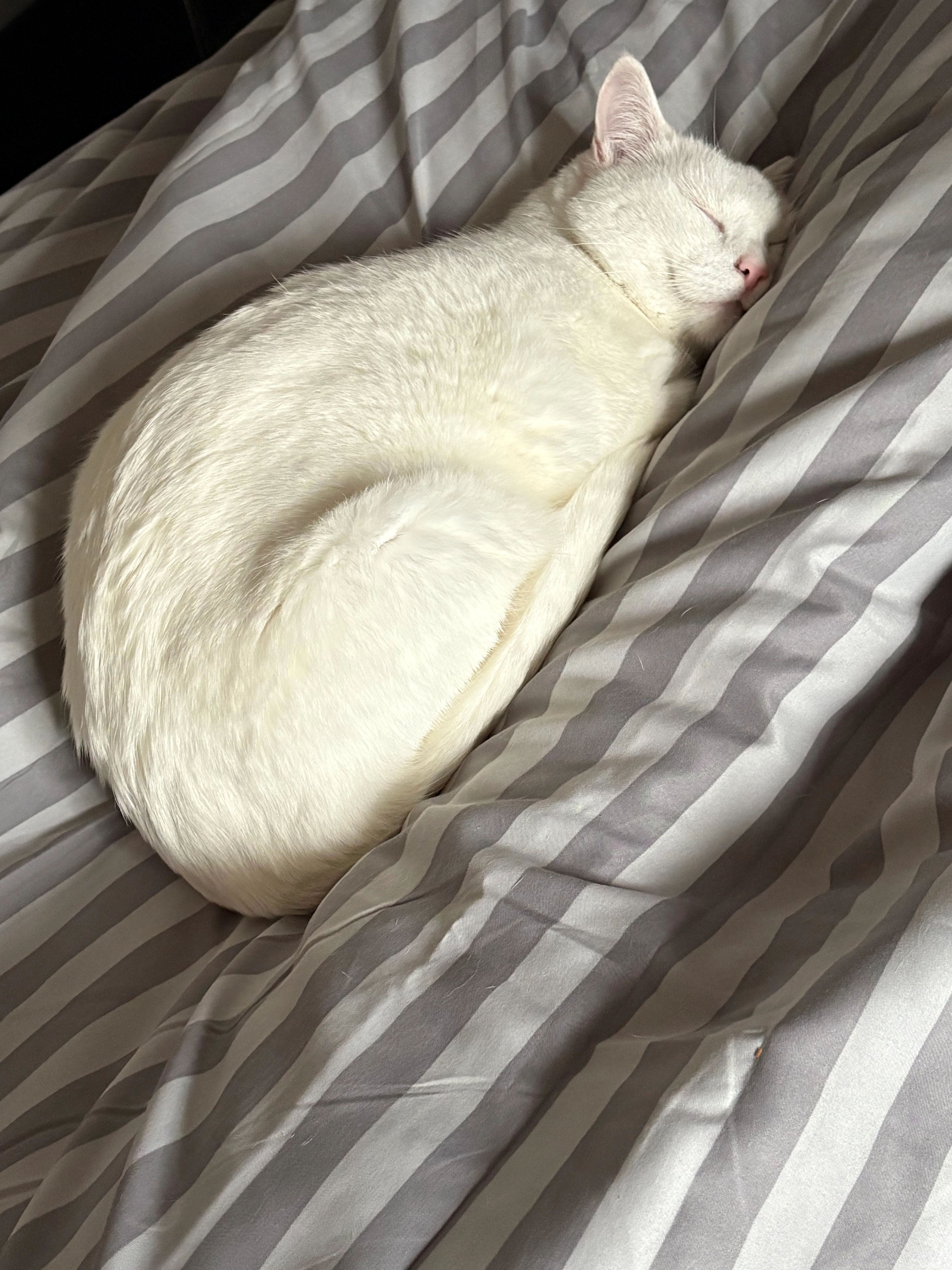 Simba - In den Winkelmatten, Eschbach