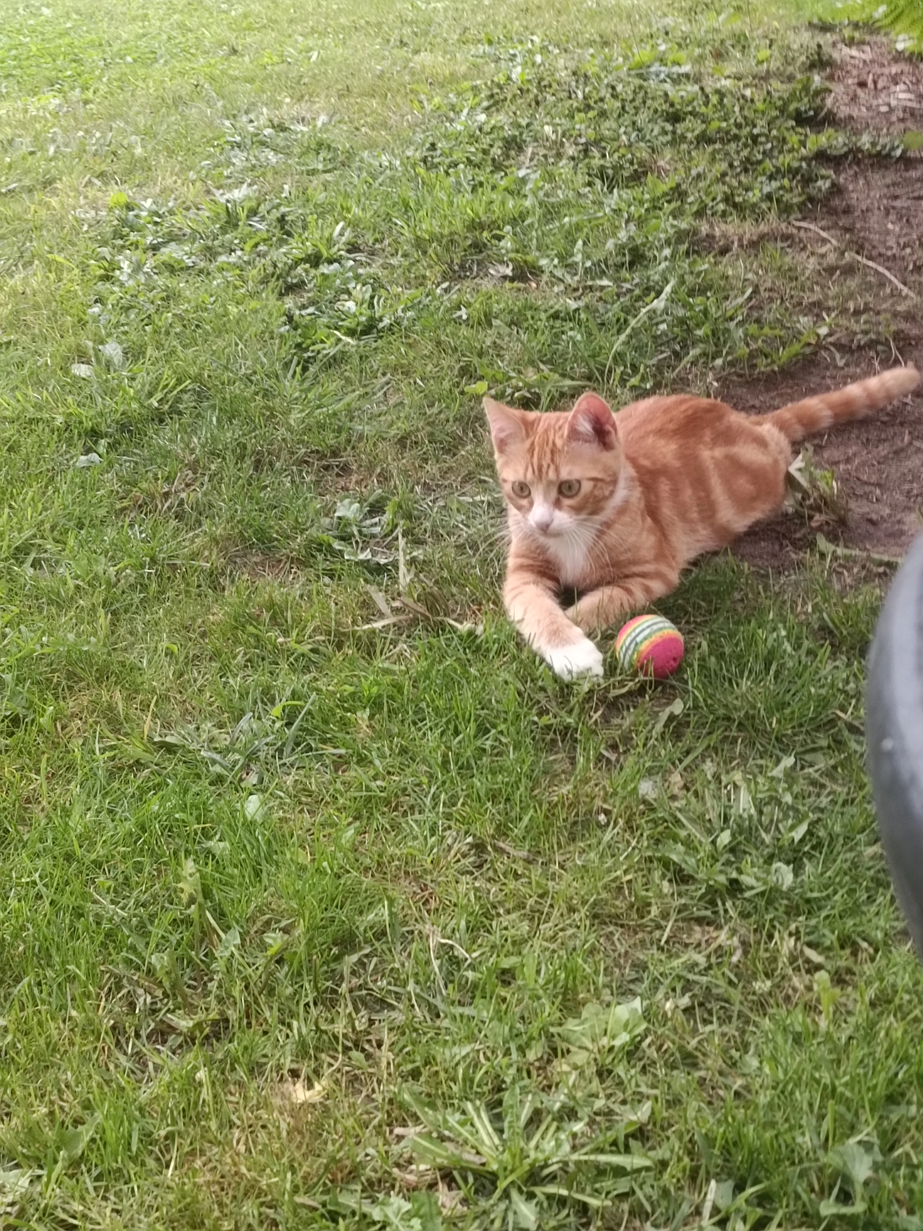 Flick - Toekomststraat, Denderleeuw