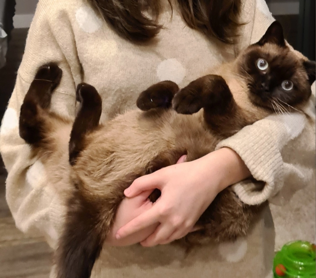 Monty - Wood Street, Royal Leamington Spa