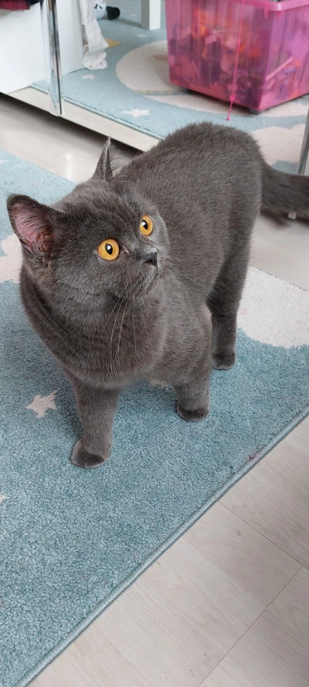 Mimi - Romy-Schneider-Straße 15, Berlin