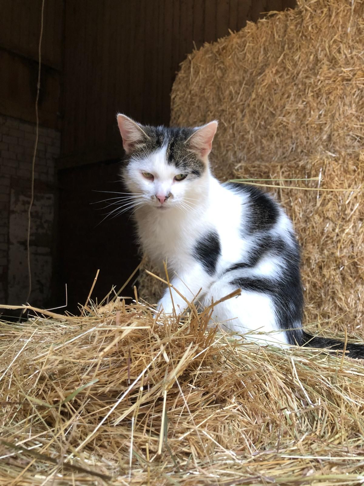 Bilo - Hohlenstein, Buchen OT Bödigheim
