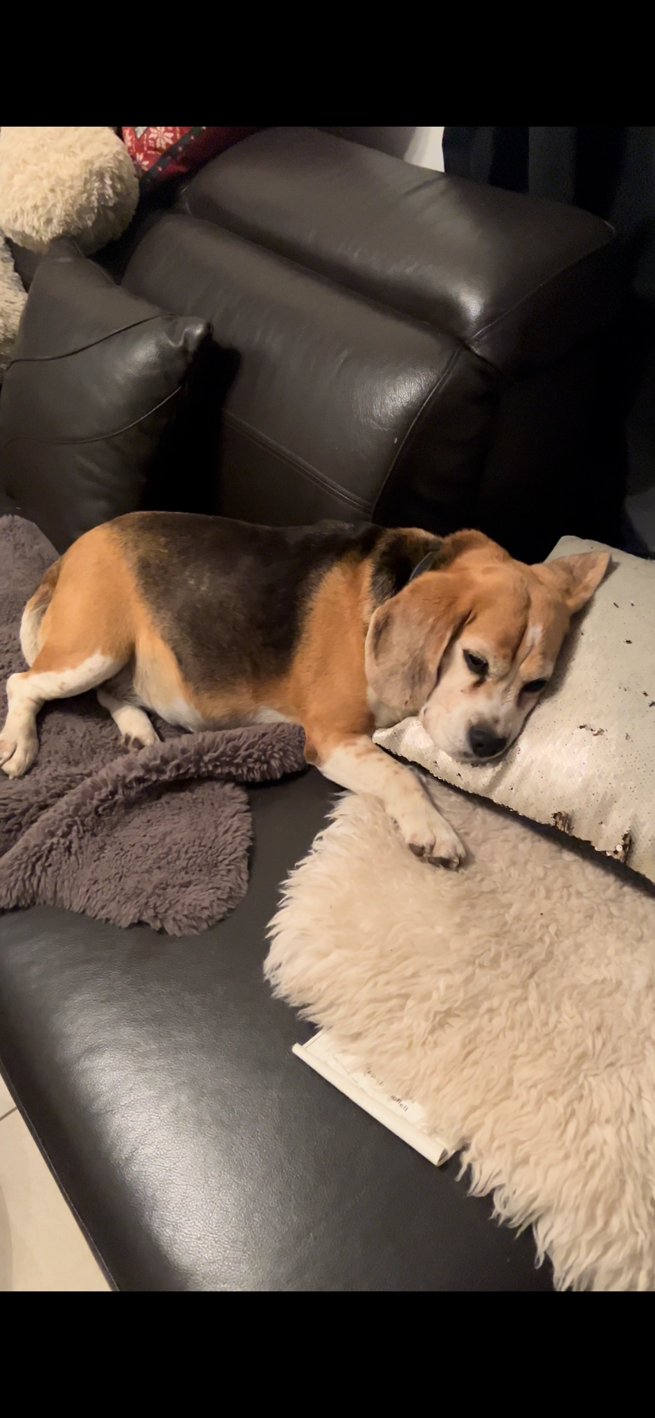 Dafi - Barsukynės g., Vilnius