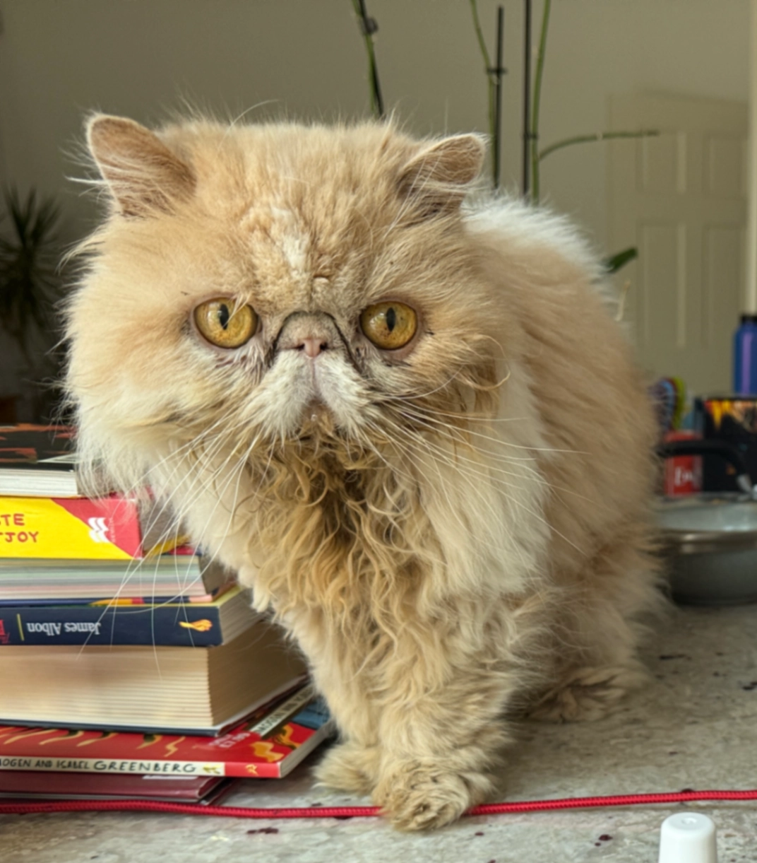 Toffee - W5 1, London