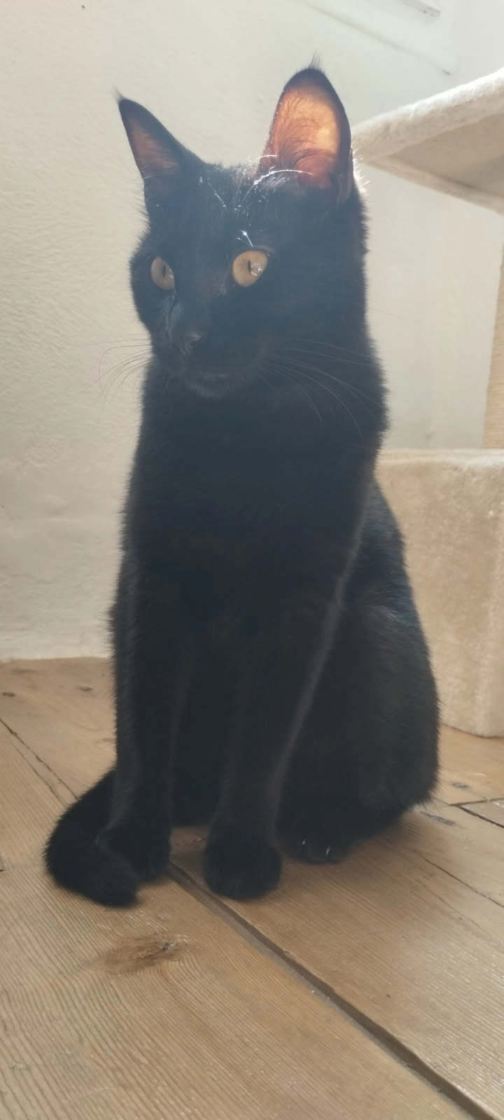 Buffy  - 105 Route de Saint-Pierre-de-Féric, Nice