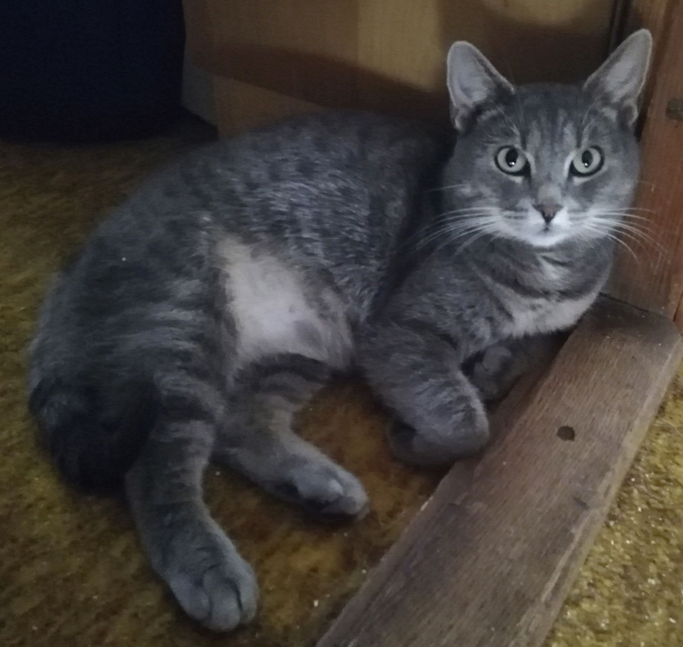 Lily - Prídavková, Bratislava