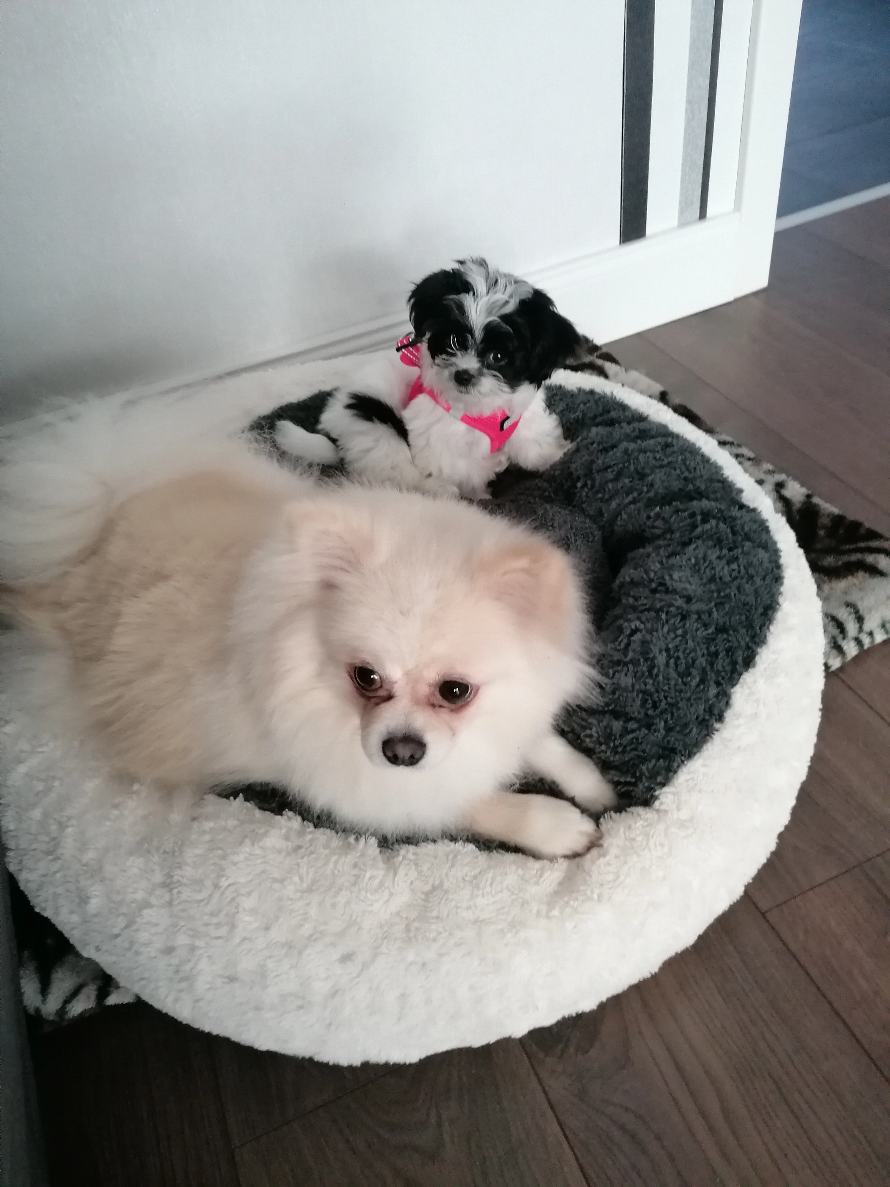 Polly und Finie - Einsteinstraße, Westoverledingen