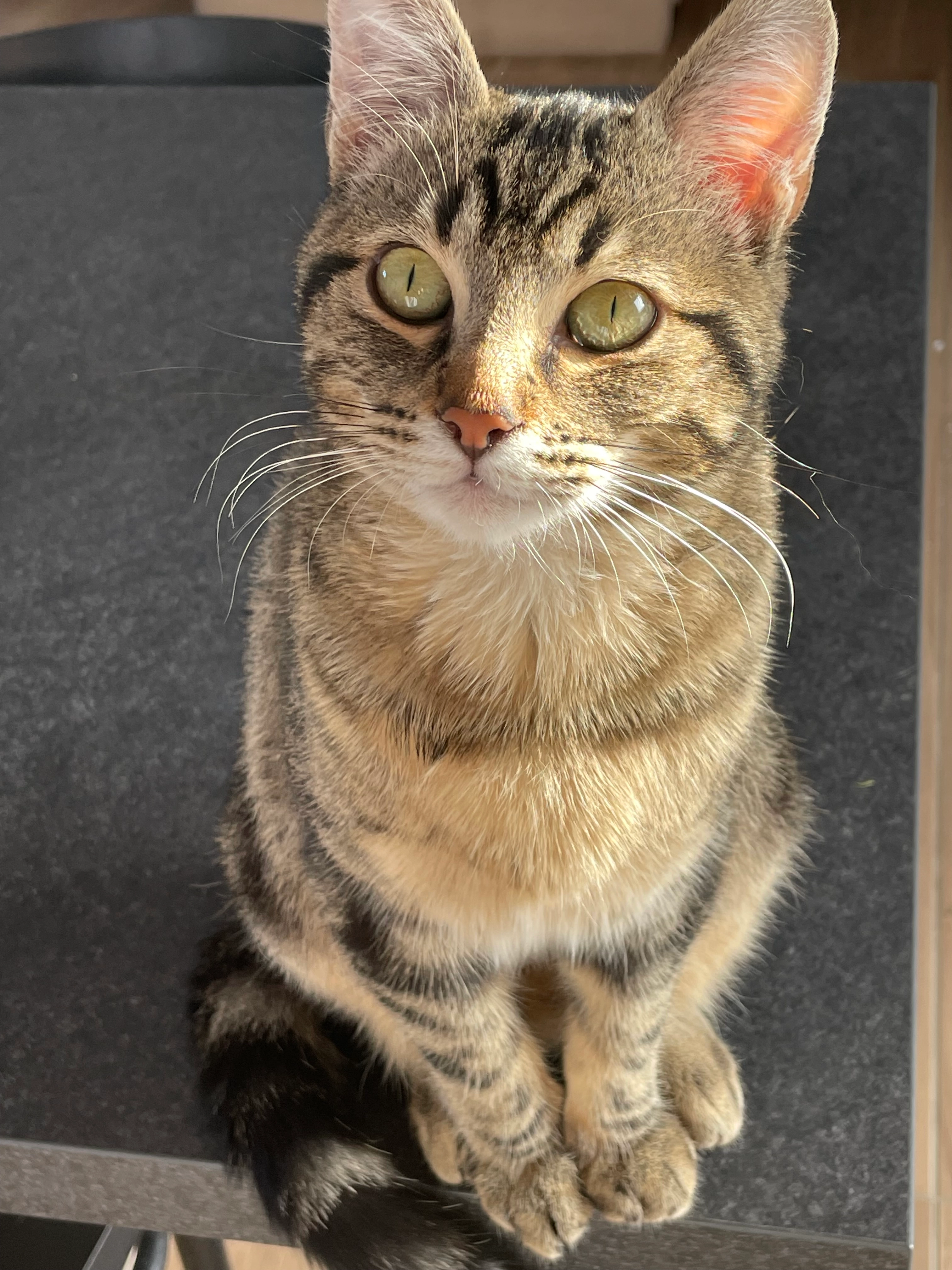 Yuri - Rue de l'Or Bleu, Ambres