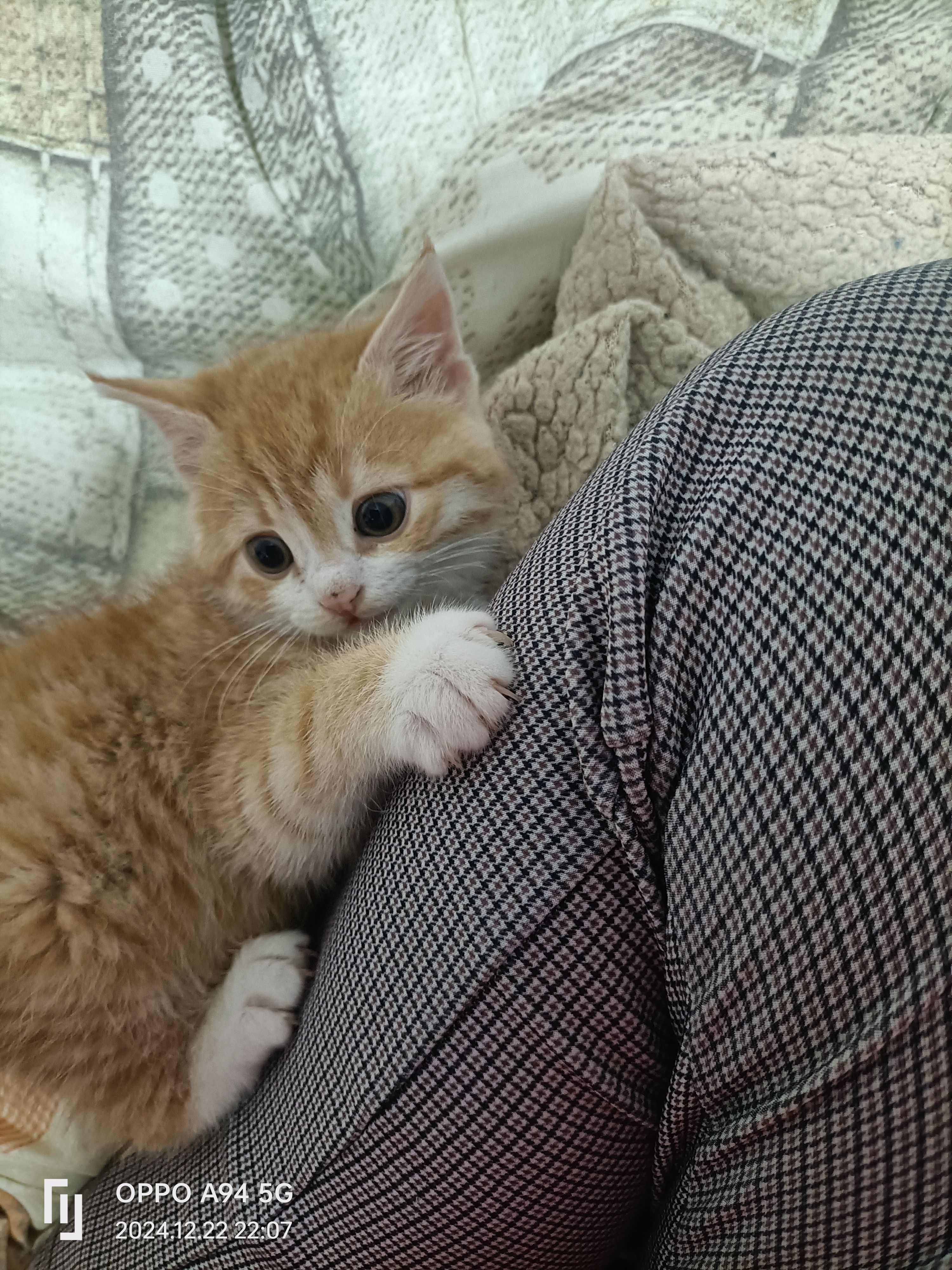 Ciccio - Via Chiavica, San Possidonio