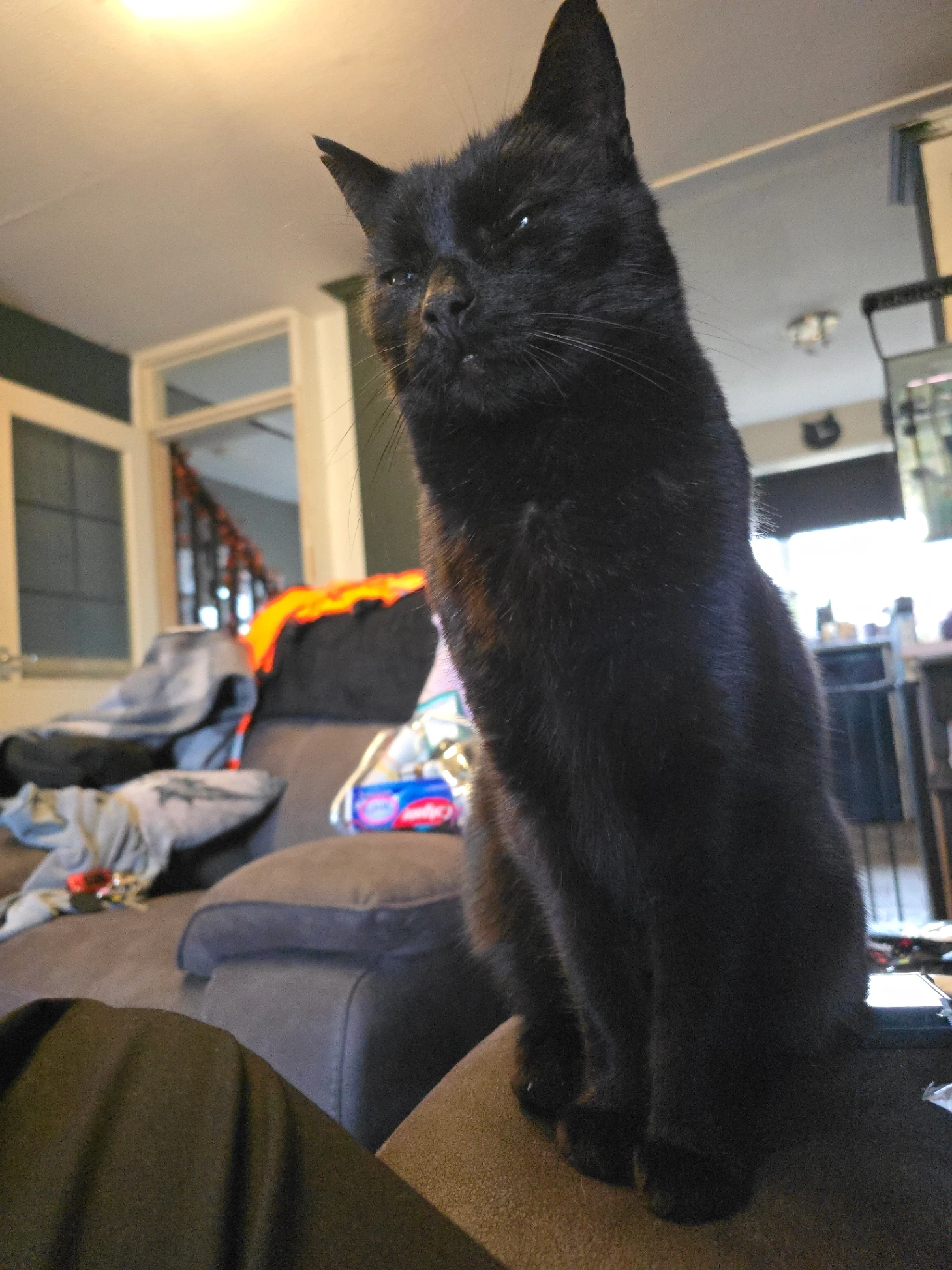 Timmy - Burford Park Road, Birmingham