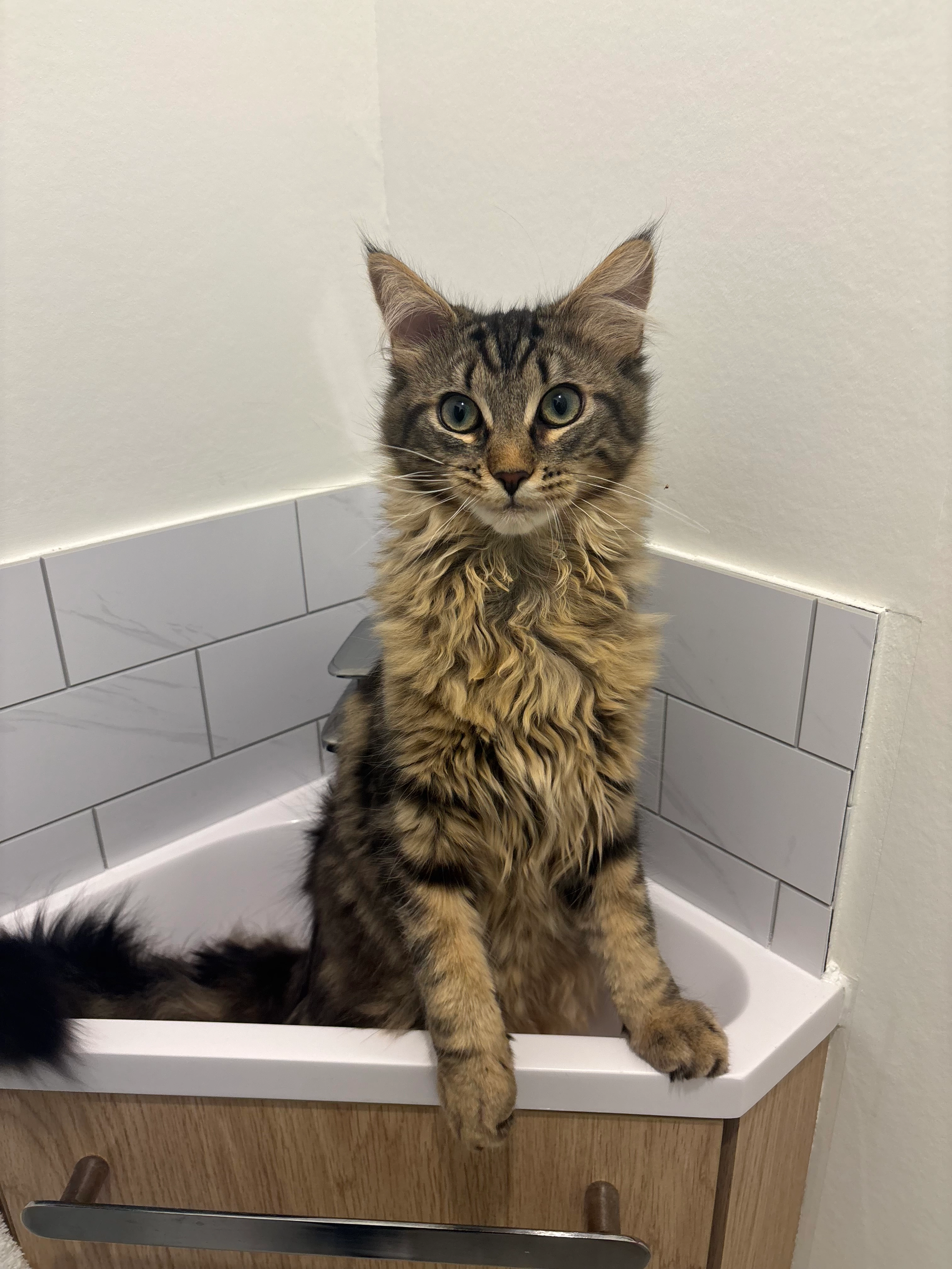 Atlas - Rue du Grand-Theil, Limoges