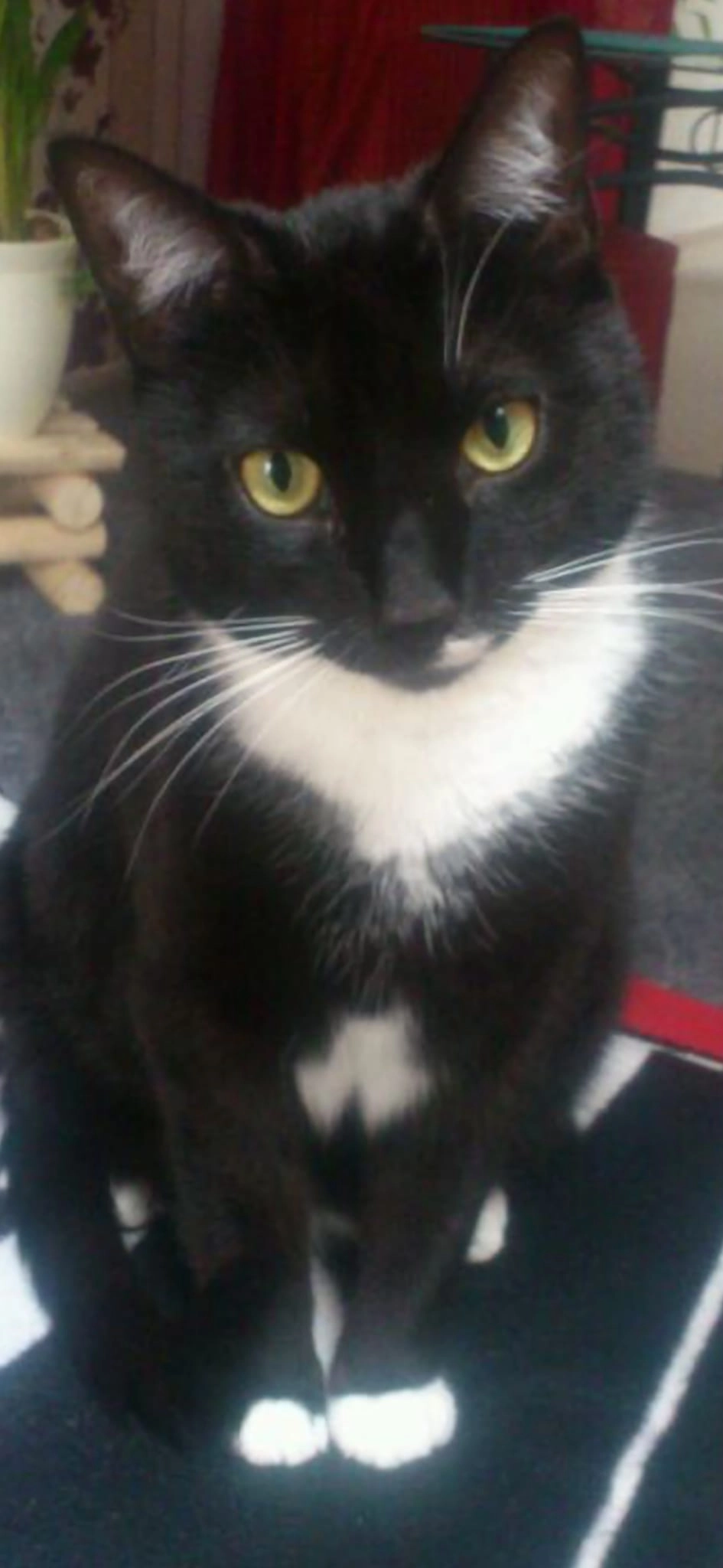 Felix - Kiefernweg, Pinnow