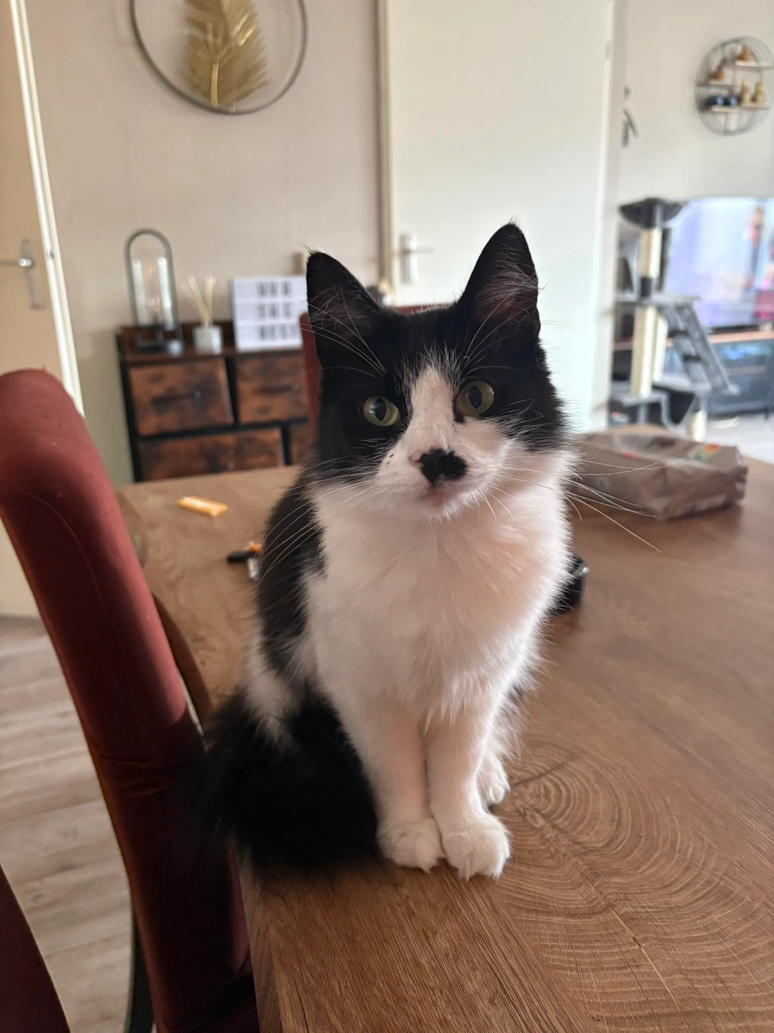 Oortje - Warandestraat, Zwolle