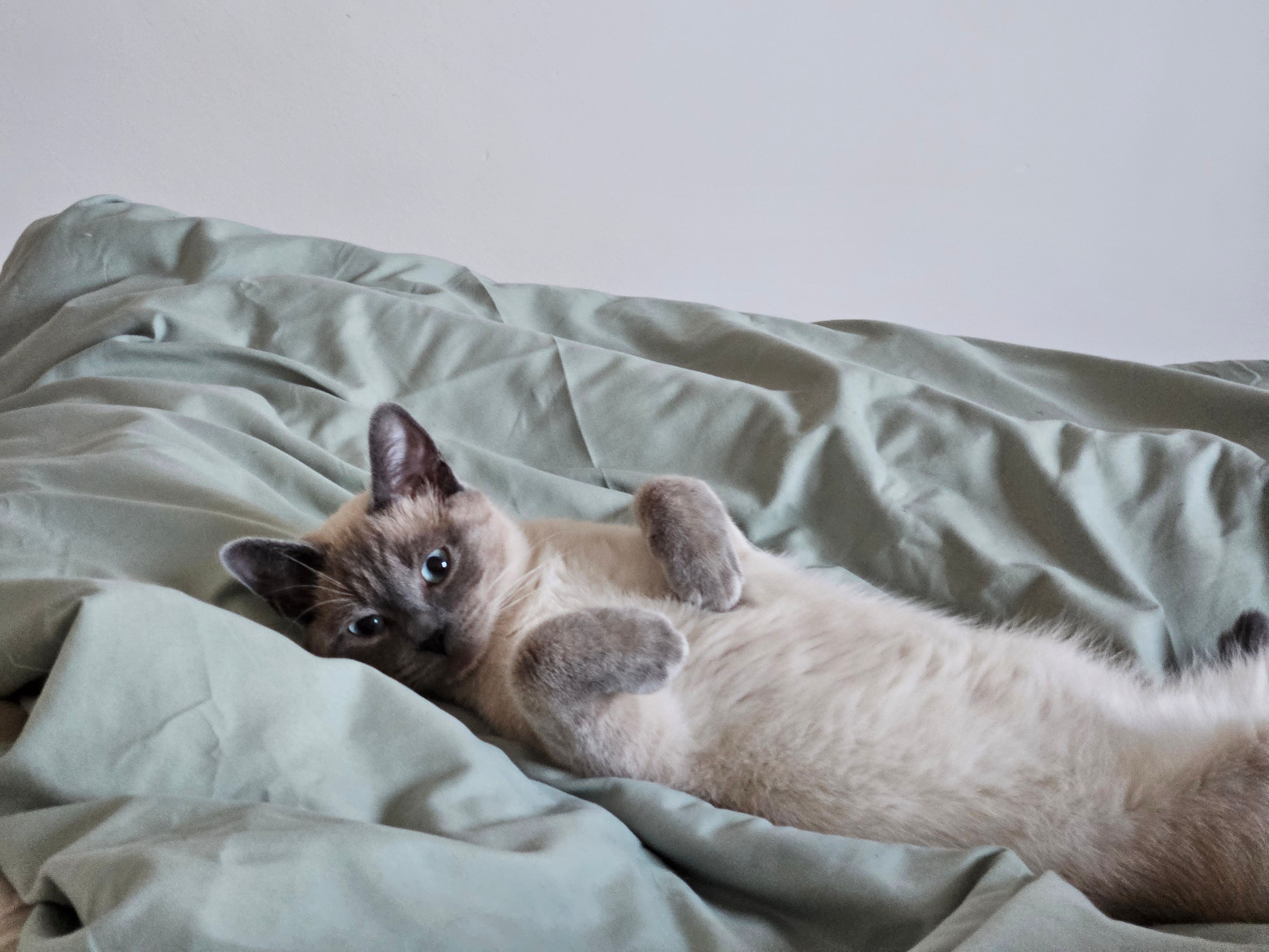 Yuki - Rue De La Botterie, Sèvremont