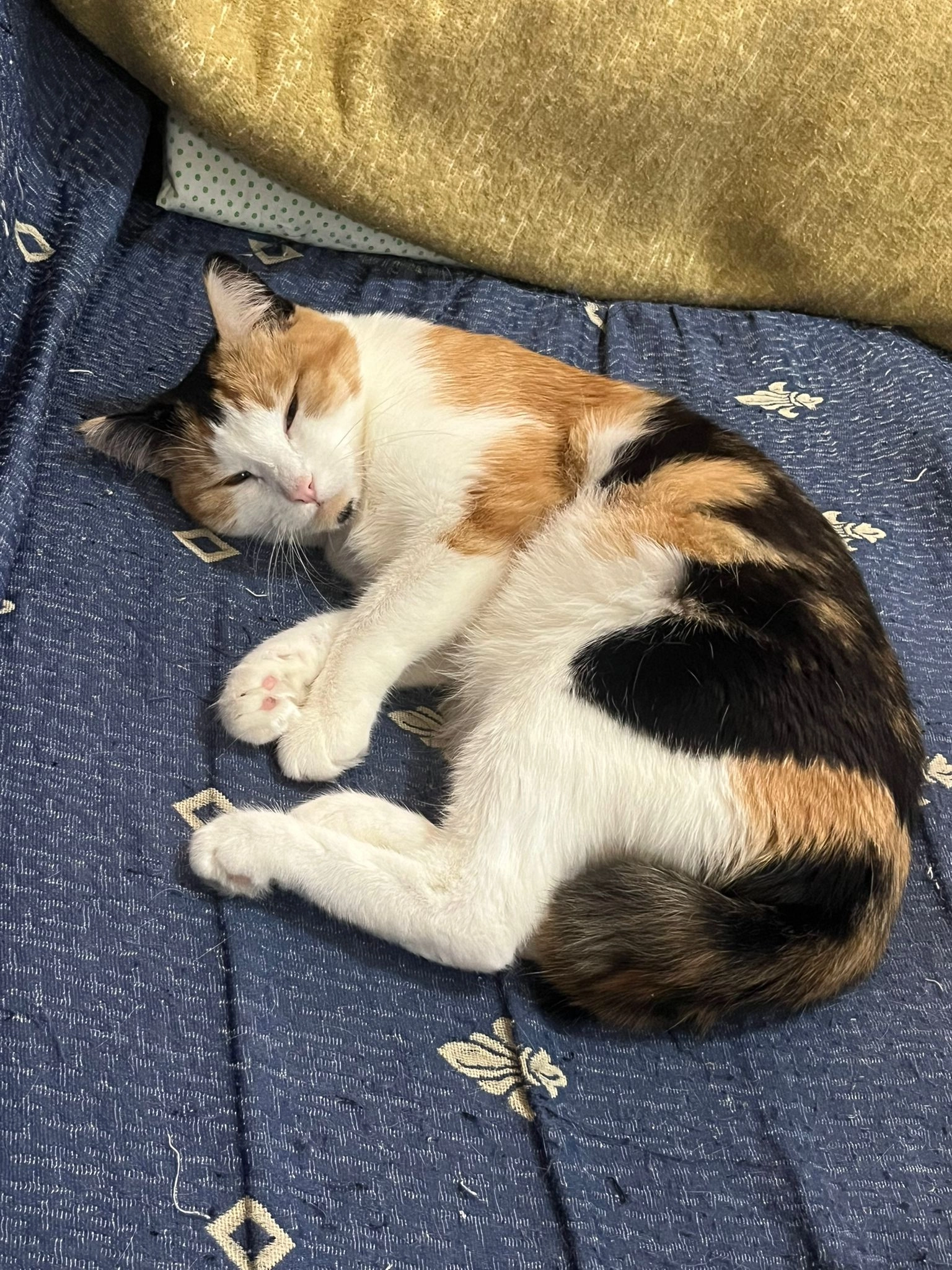 Kiki  - Camino de Artana 62, Burriana