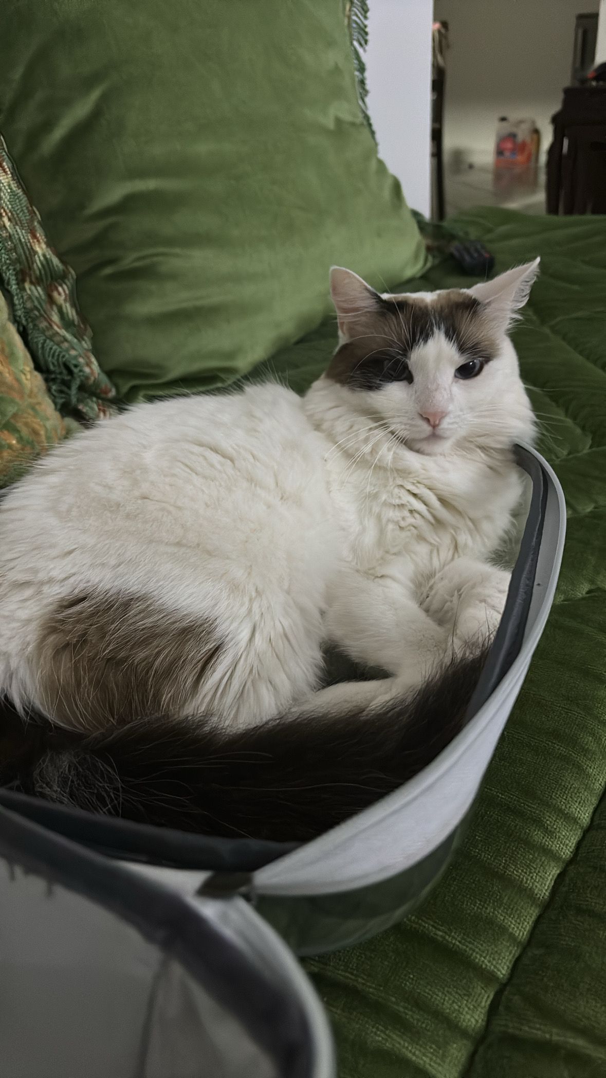 Yuki - 20, Casablanca