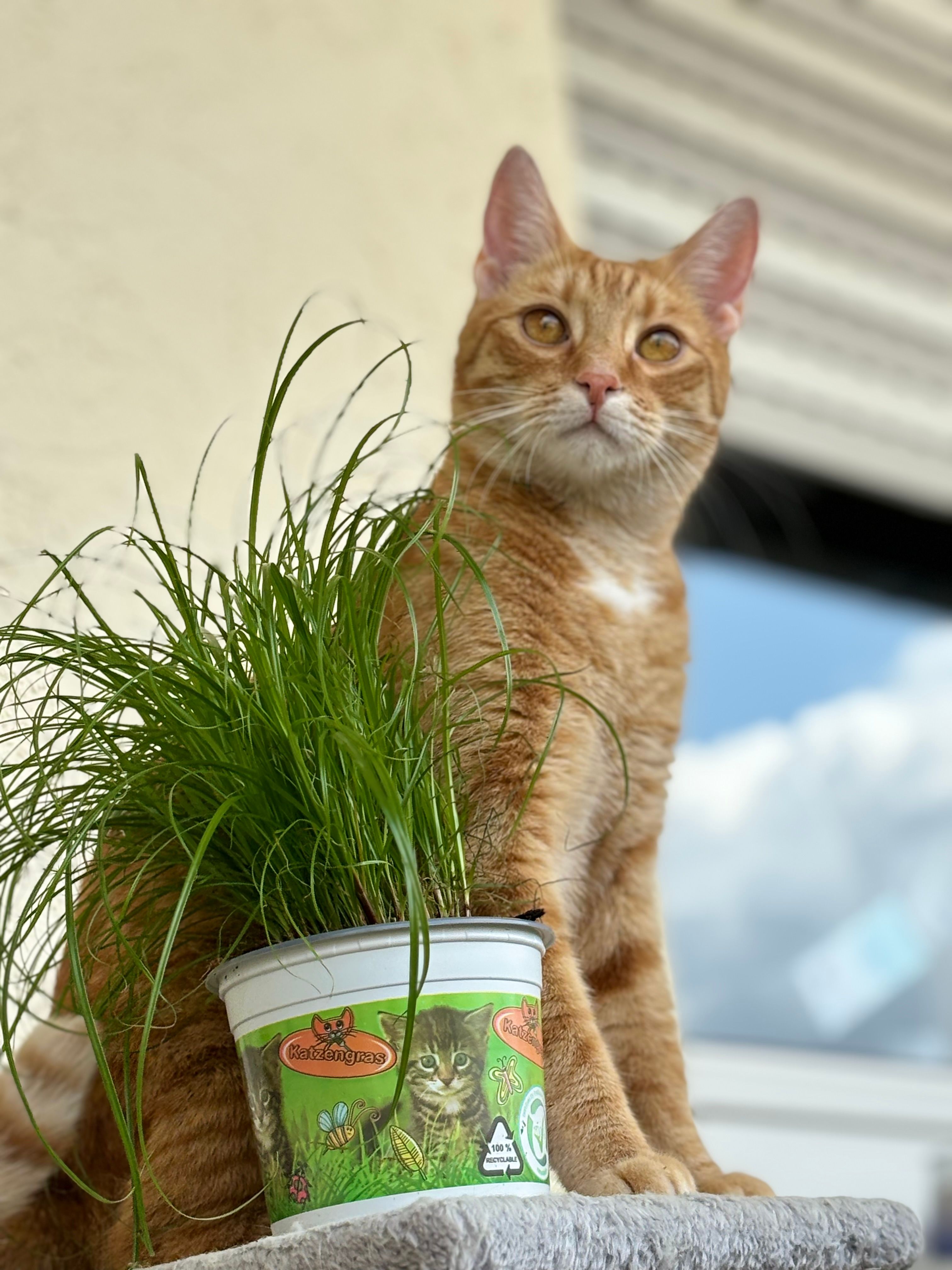 Zuko - Steinäckerweg, Buchen