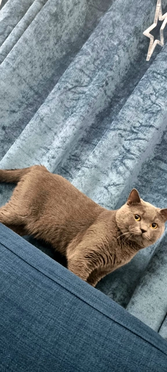 Tiger - RH8 9, Oxted