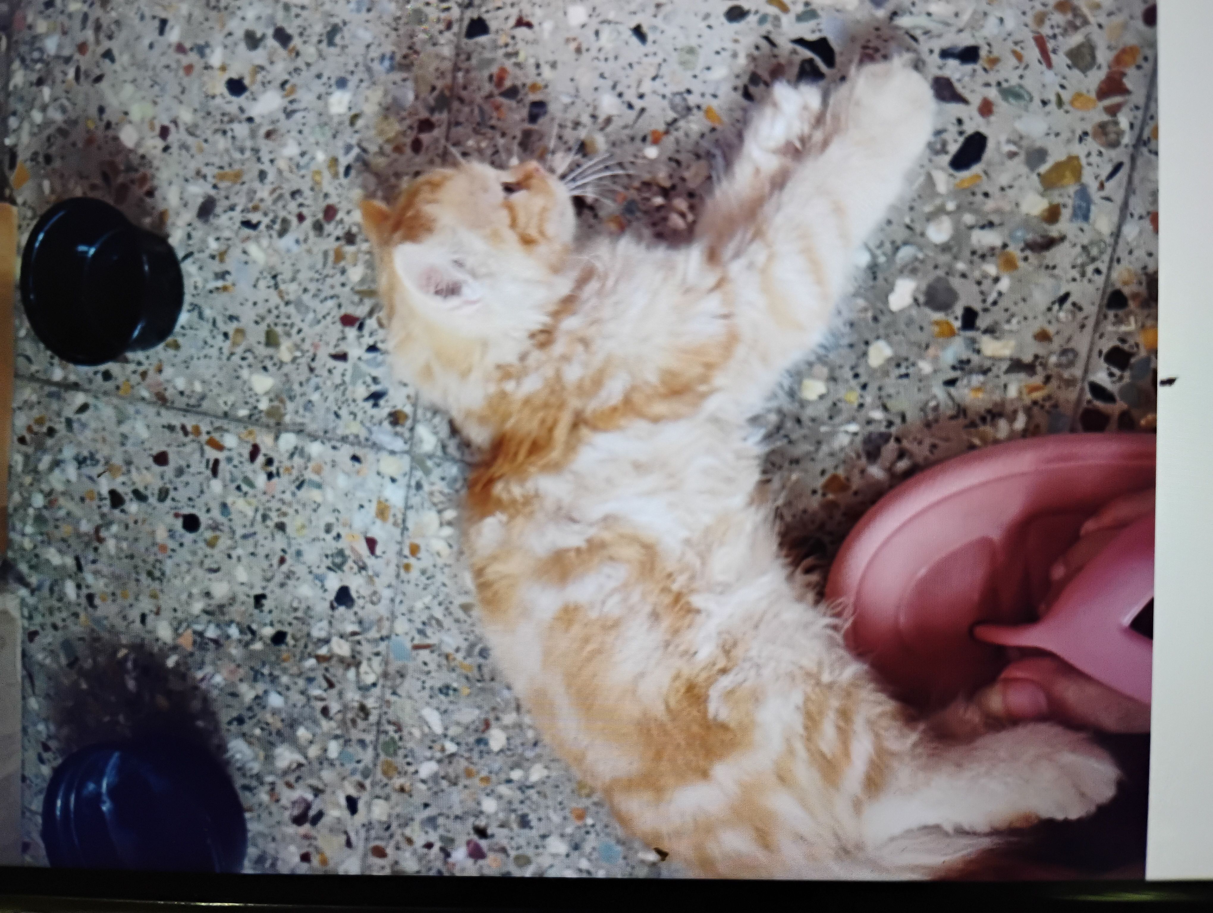 Ginger,jiji - Paila Krishna Murthy apartment,vidyuth colony, Pidimgoyyi