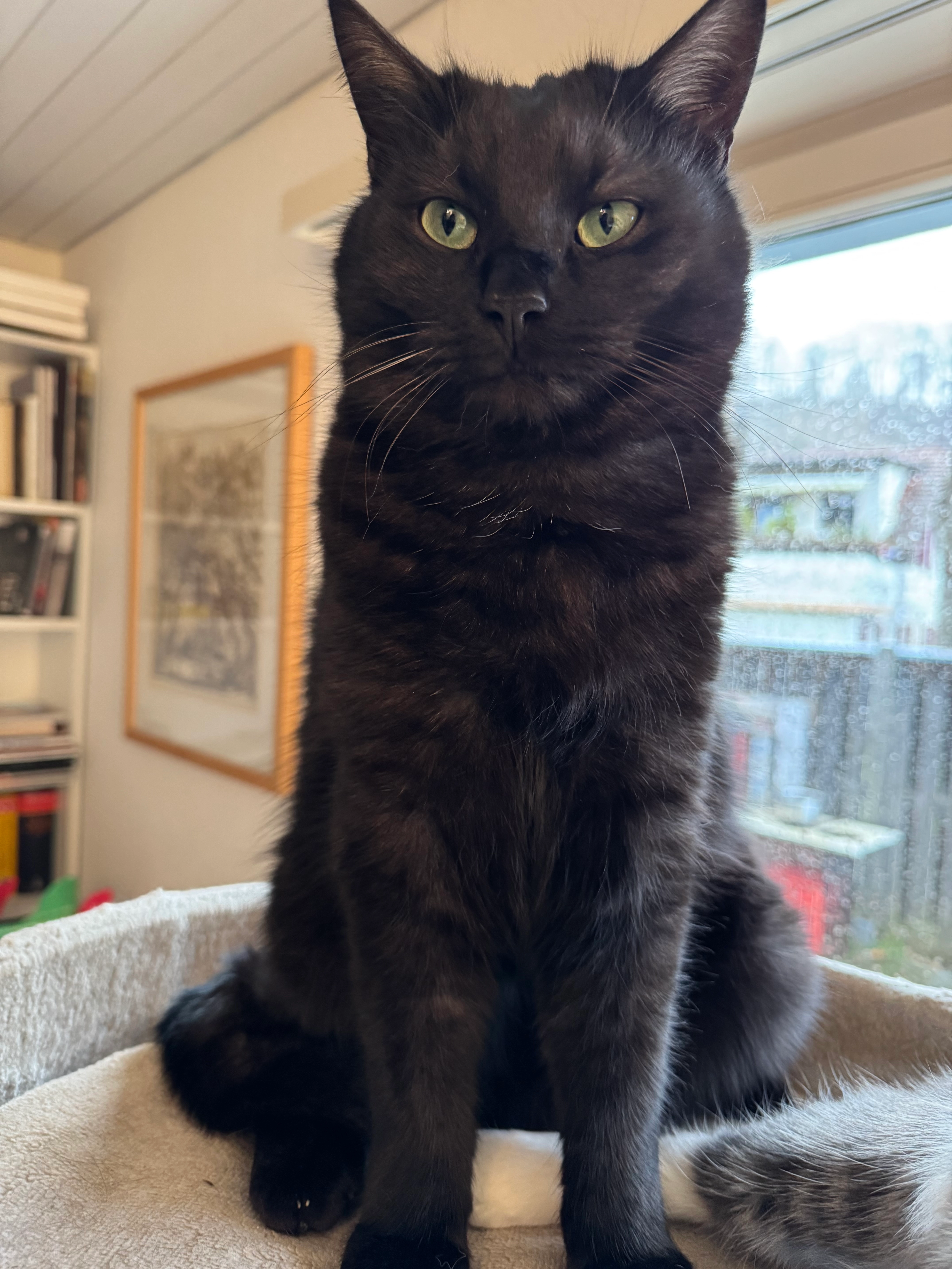 Tschango - Bachstrasse 1, Berlingen