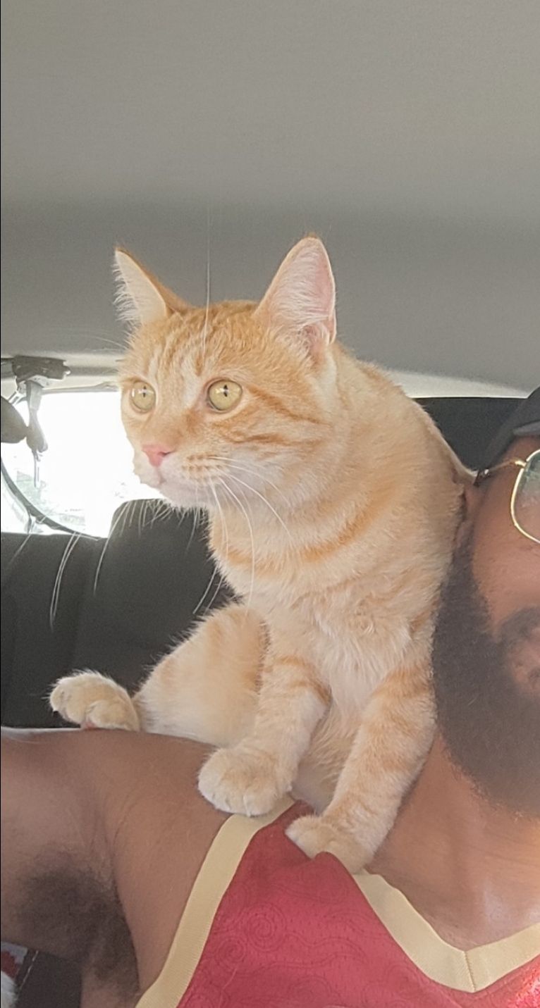 Simba - 12 Rue Fermat, Auch