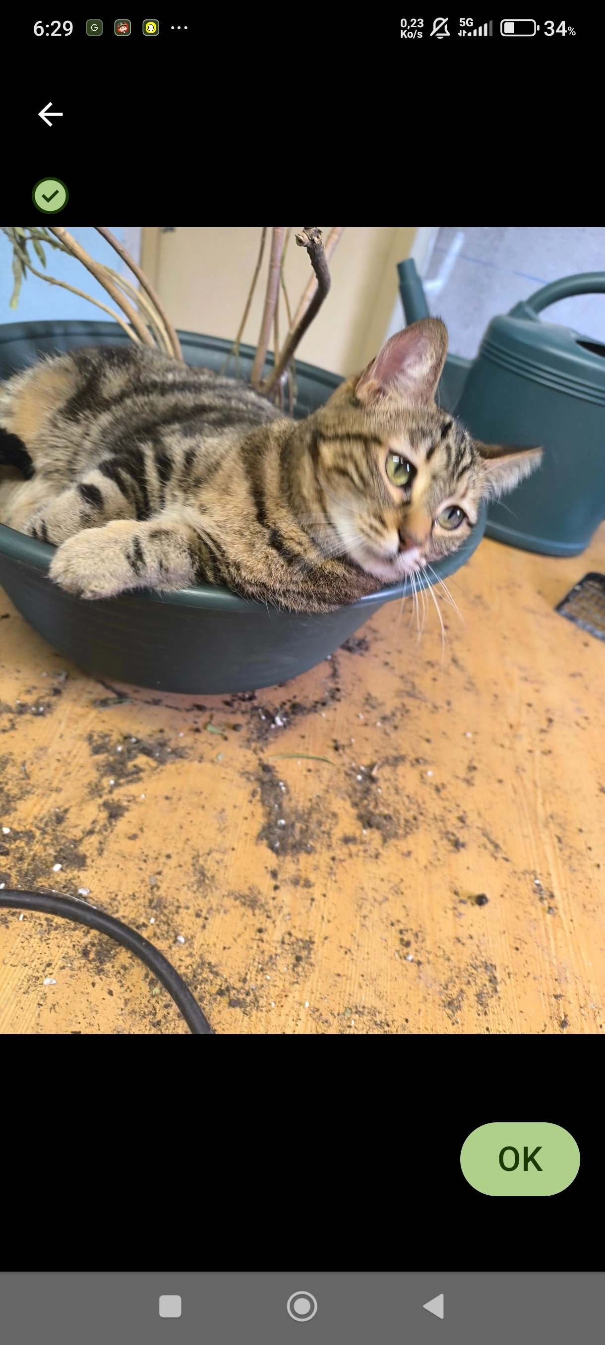 Tara  - 54 Impasse des Mûriers, Montrond-les-Bains