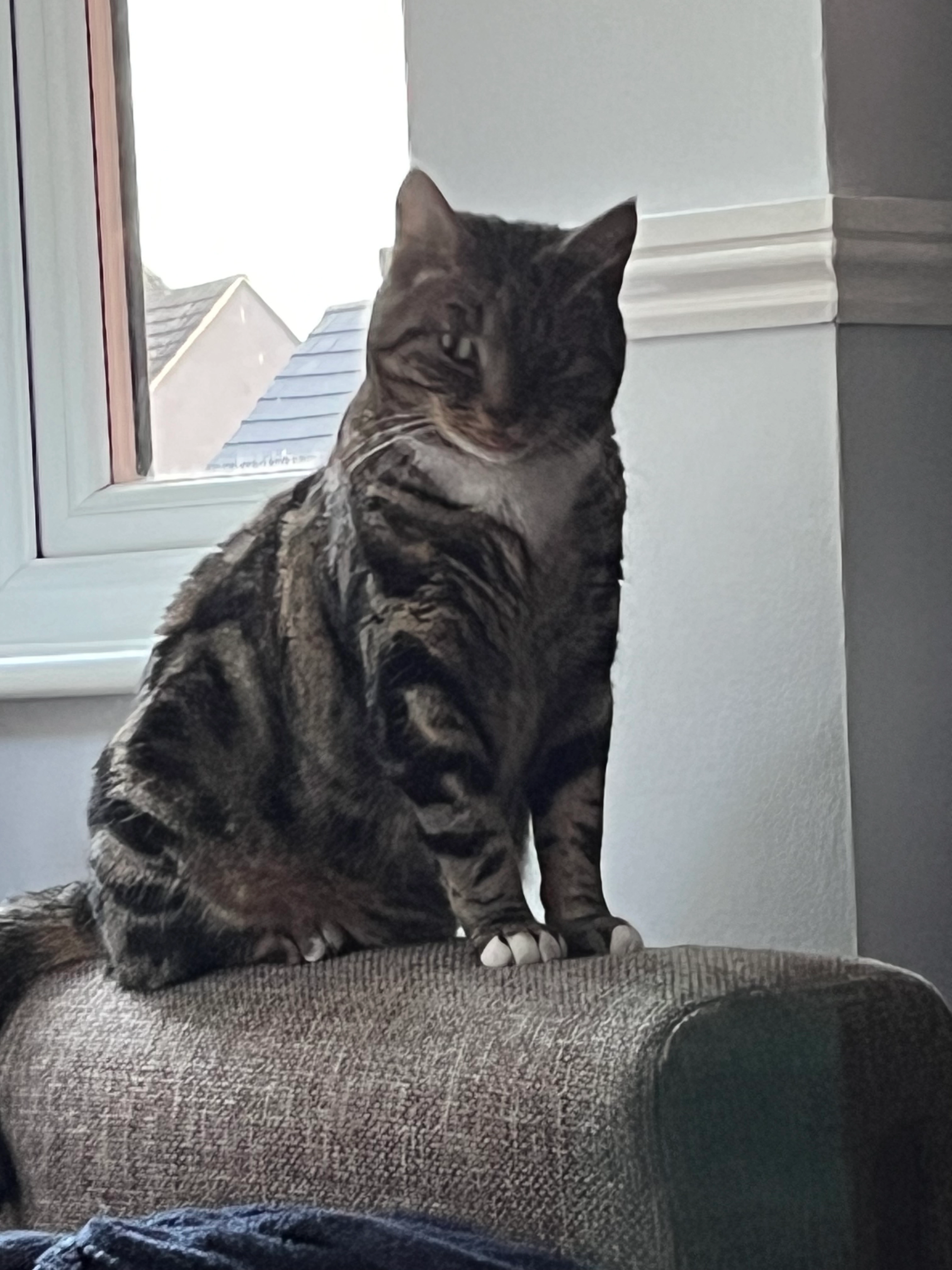 Poppy - 7 Pashler Gardens, Market Road, Thrapston