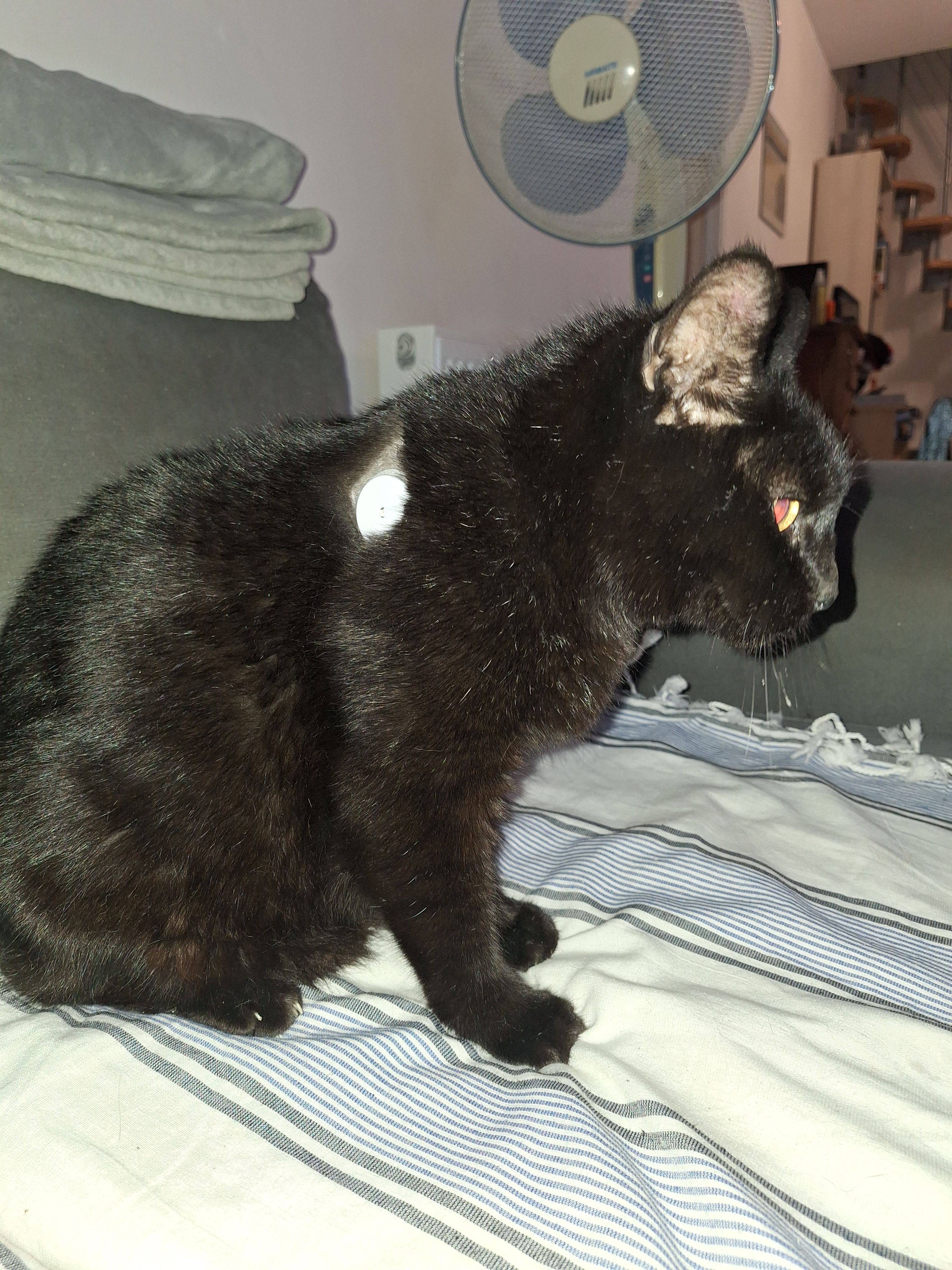 Itachi - Route De Sorède, Argelès-sur-Mer