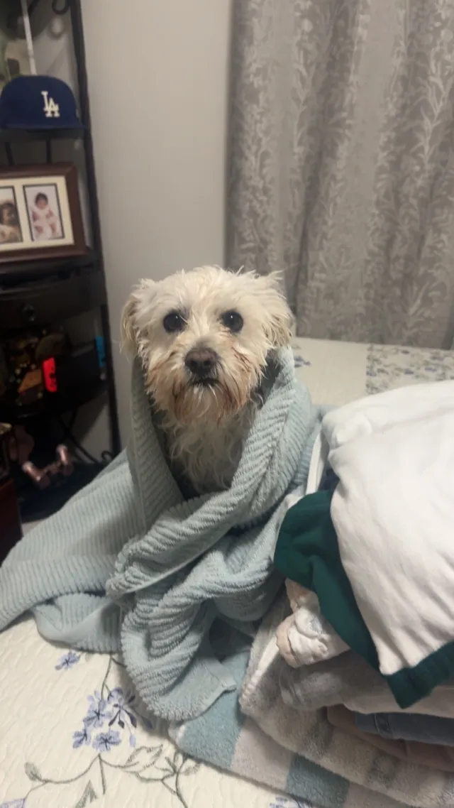 Chewy - 1622 W Whitlock Ave, West Valley City