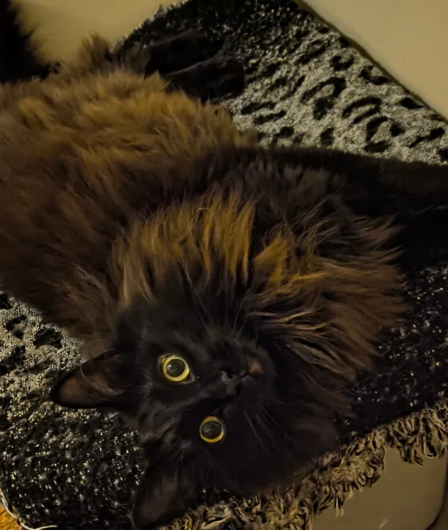 Onyx - Thomaston Dr, Amelia