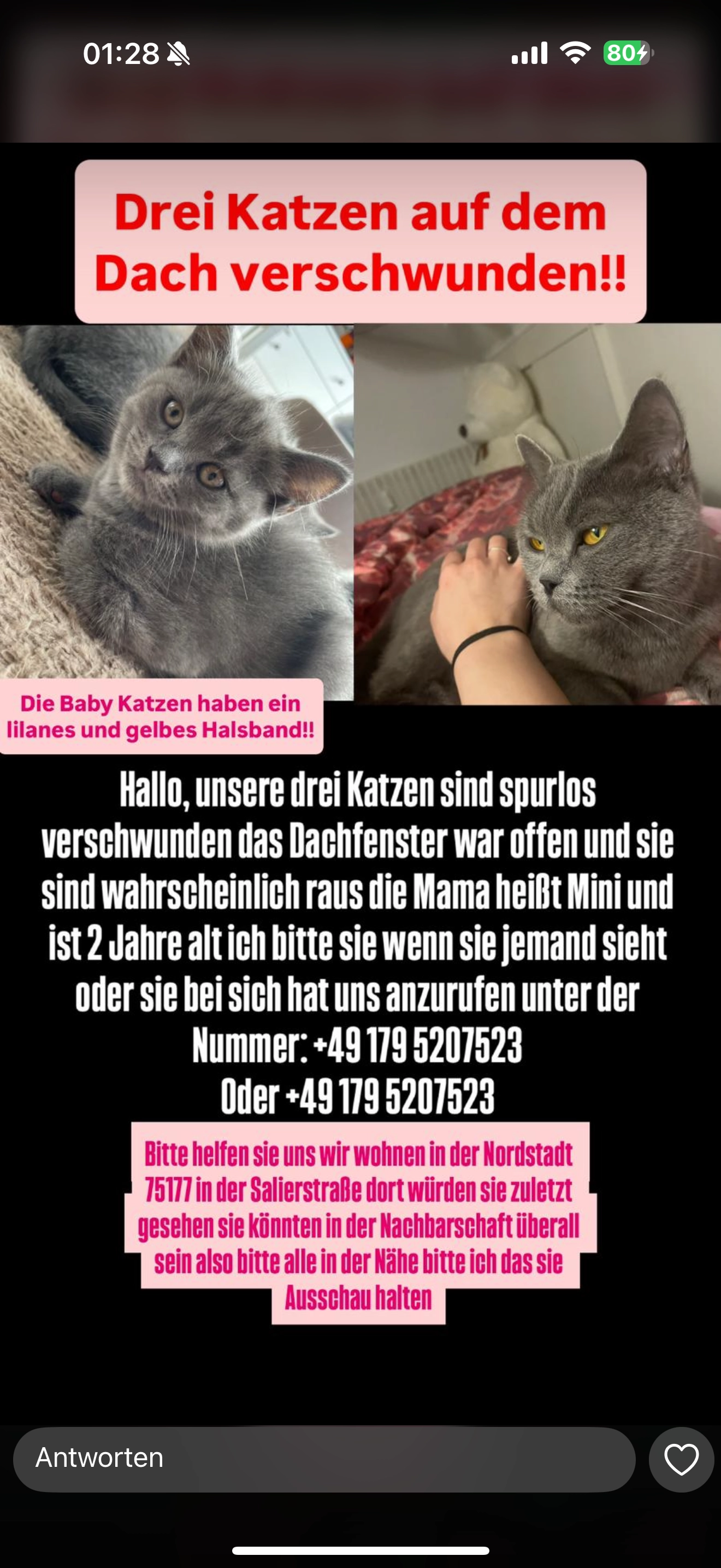 Minnie und ihre 2 Babys  - Salierstraße, Pforzheim