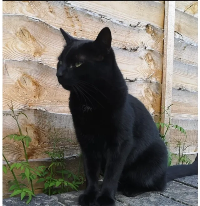 Luna - B5493, Tamworth