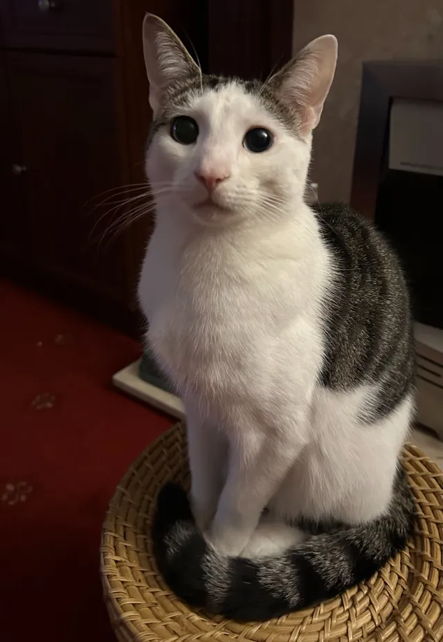 Milo - Douglas Road, Surbiton
