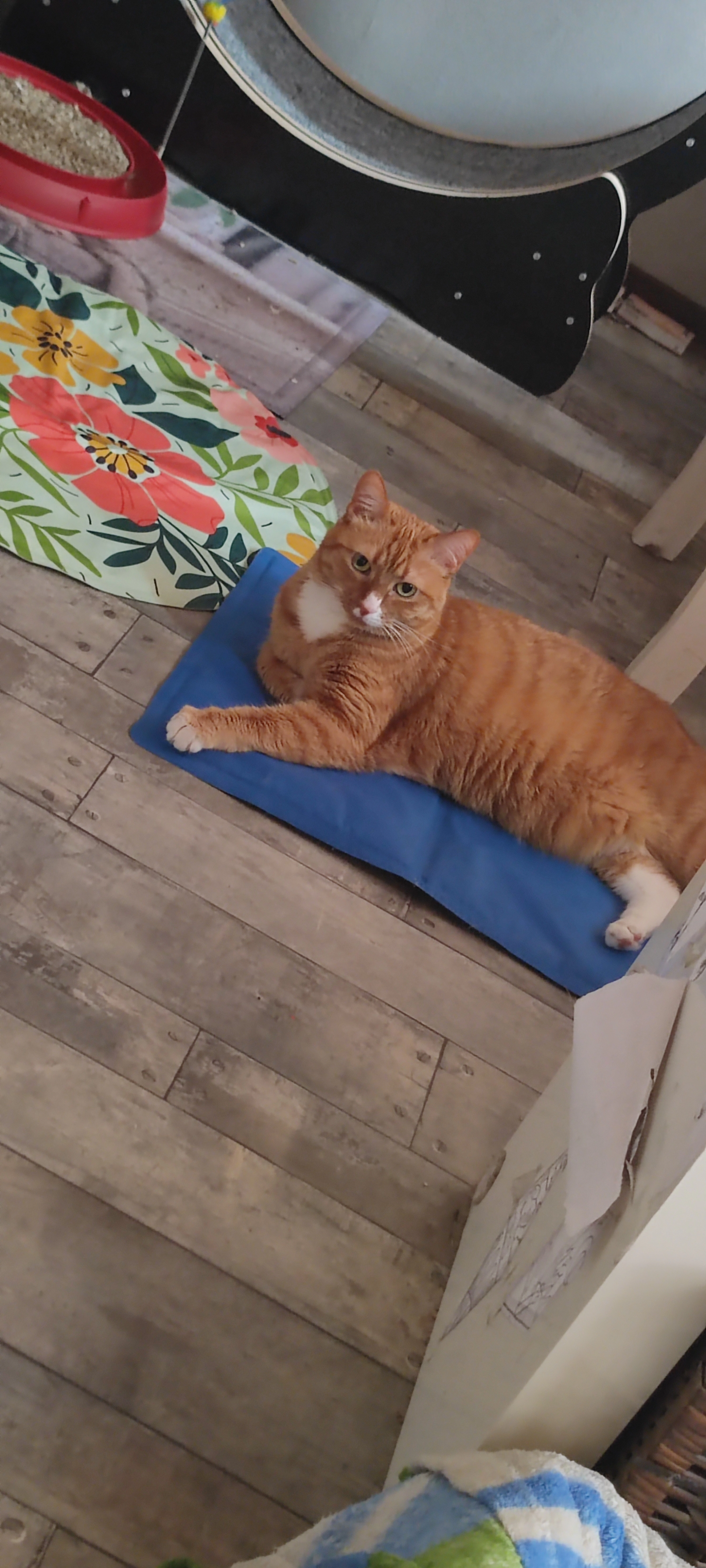 Molly - Karlstraße, Düren