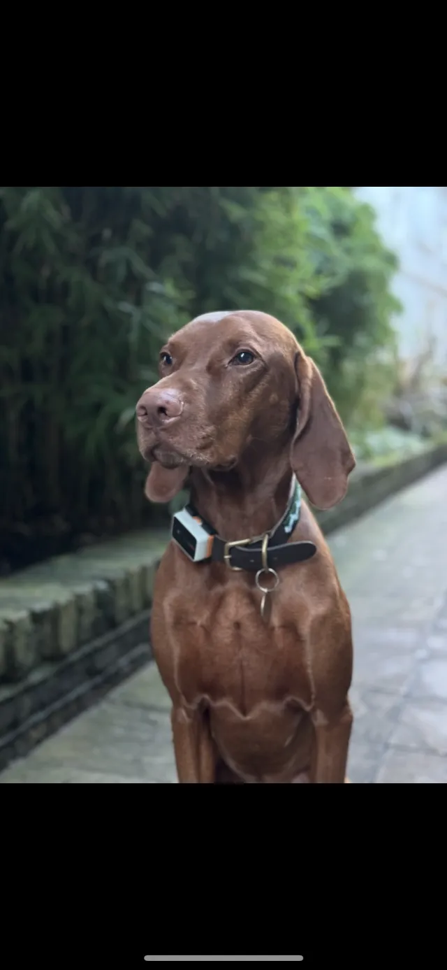 Milo - W12 7, London