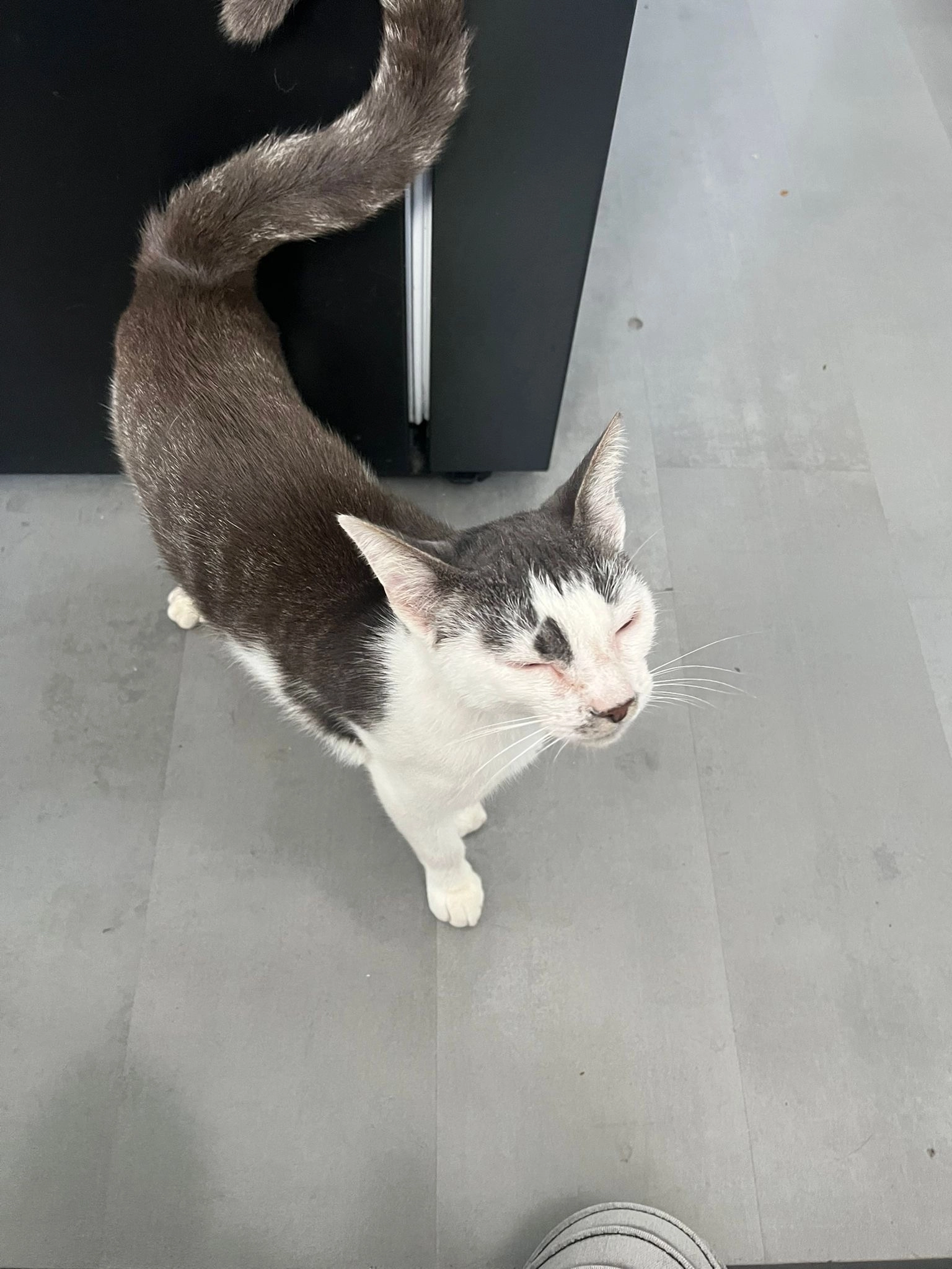 Droopy - Pieter Boomstraat 1, Middenbeemster