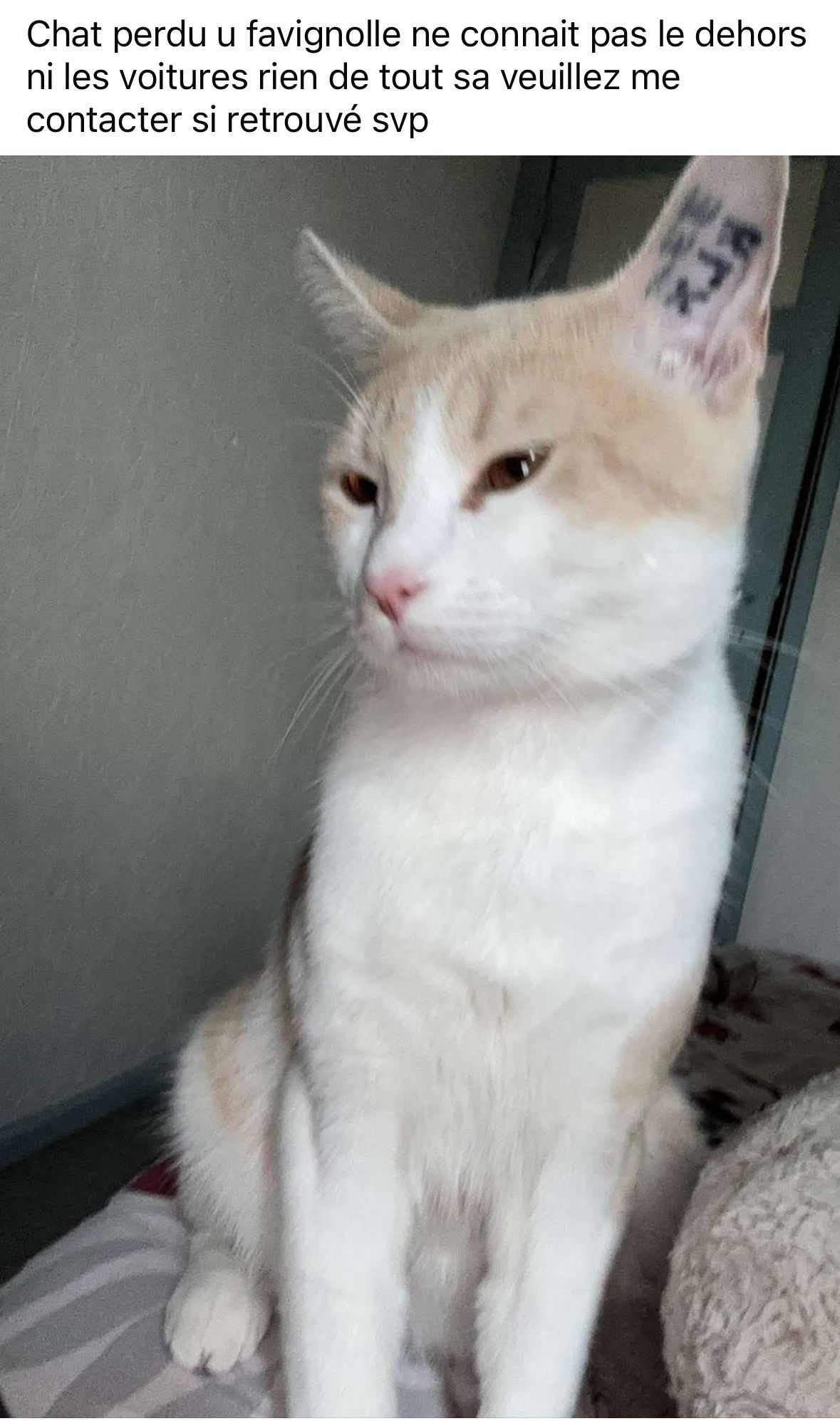 Tigrou  - 13 Rue Louise de Savoie, Romorantin-Lanthenay