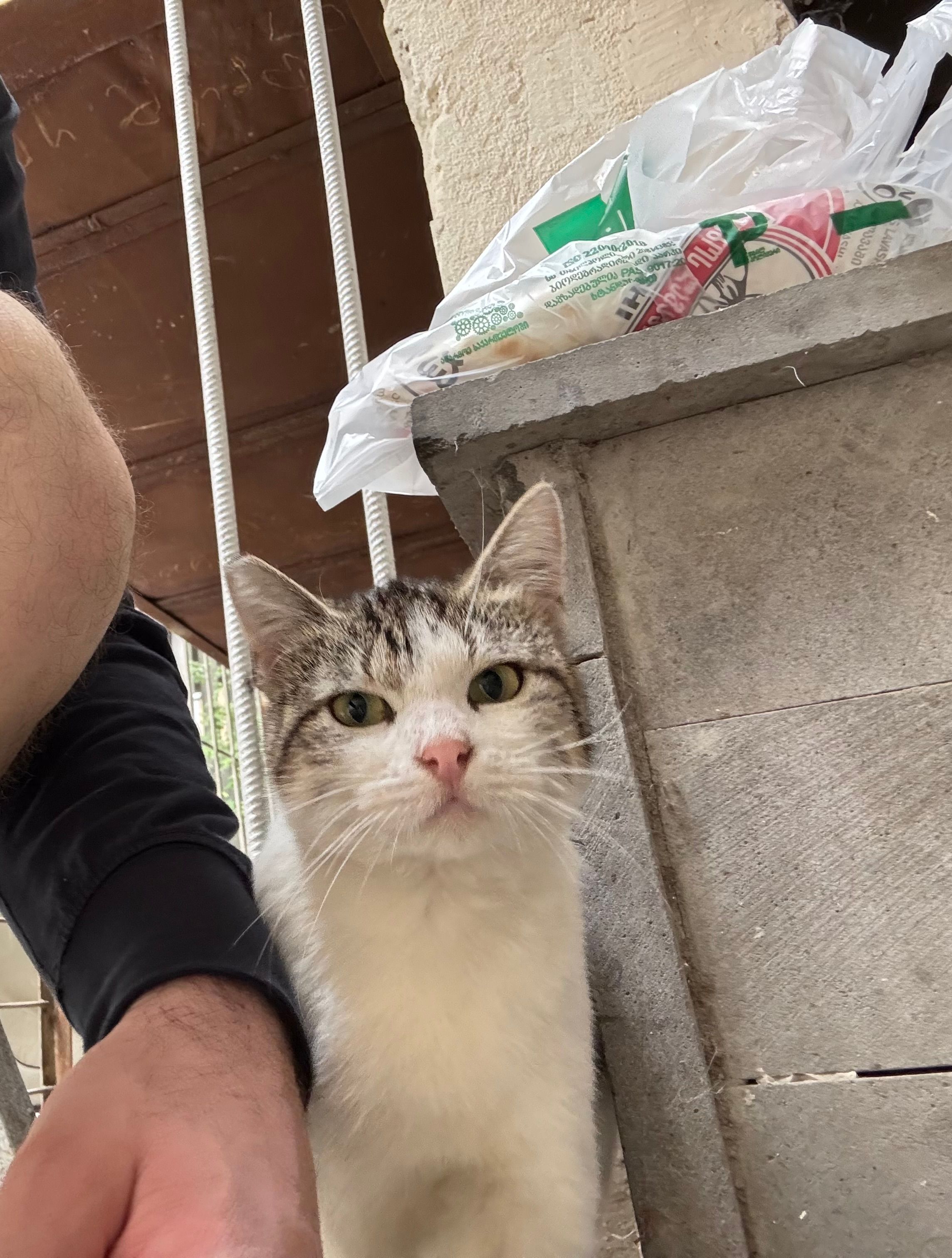 she doesn't have - norios I shesakhvevi, tbilisi