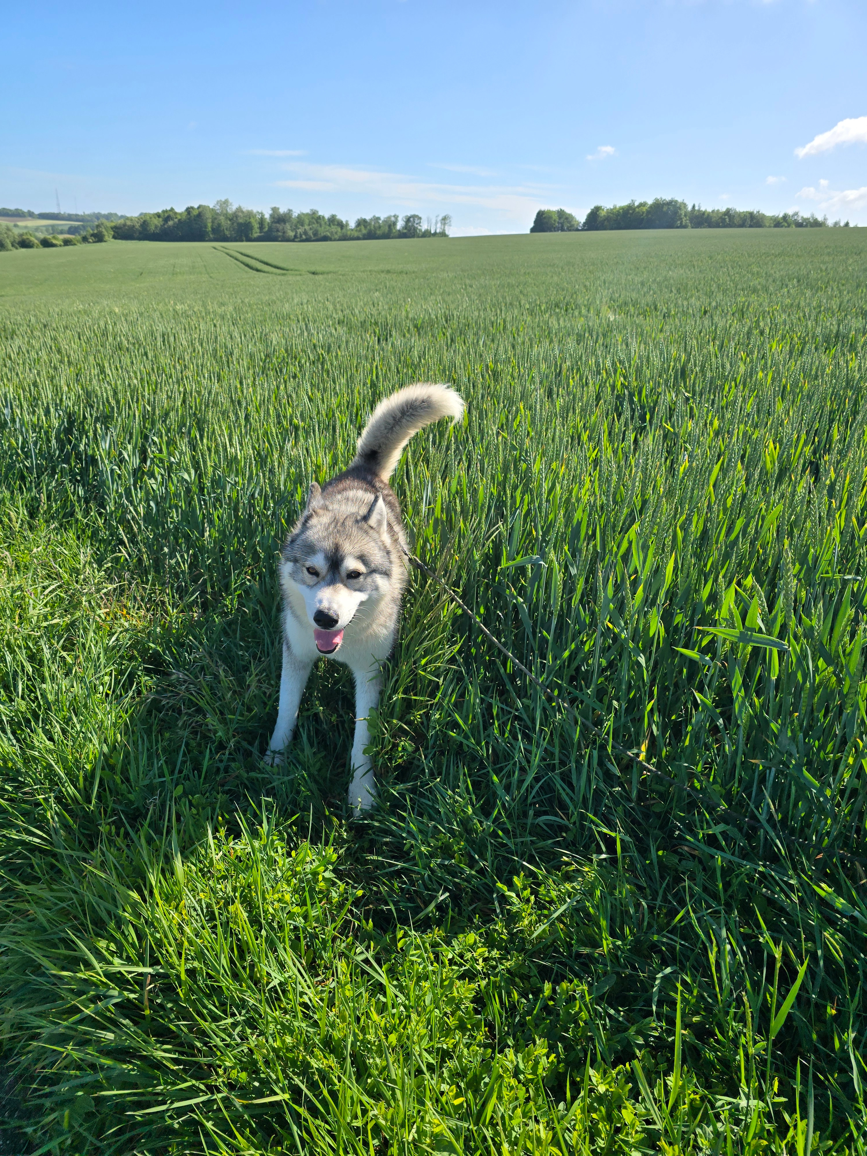 Tirex   - Route Nationale, Setques