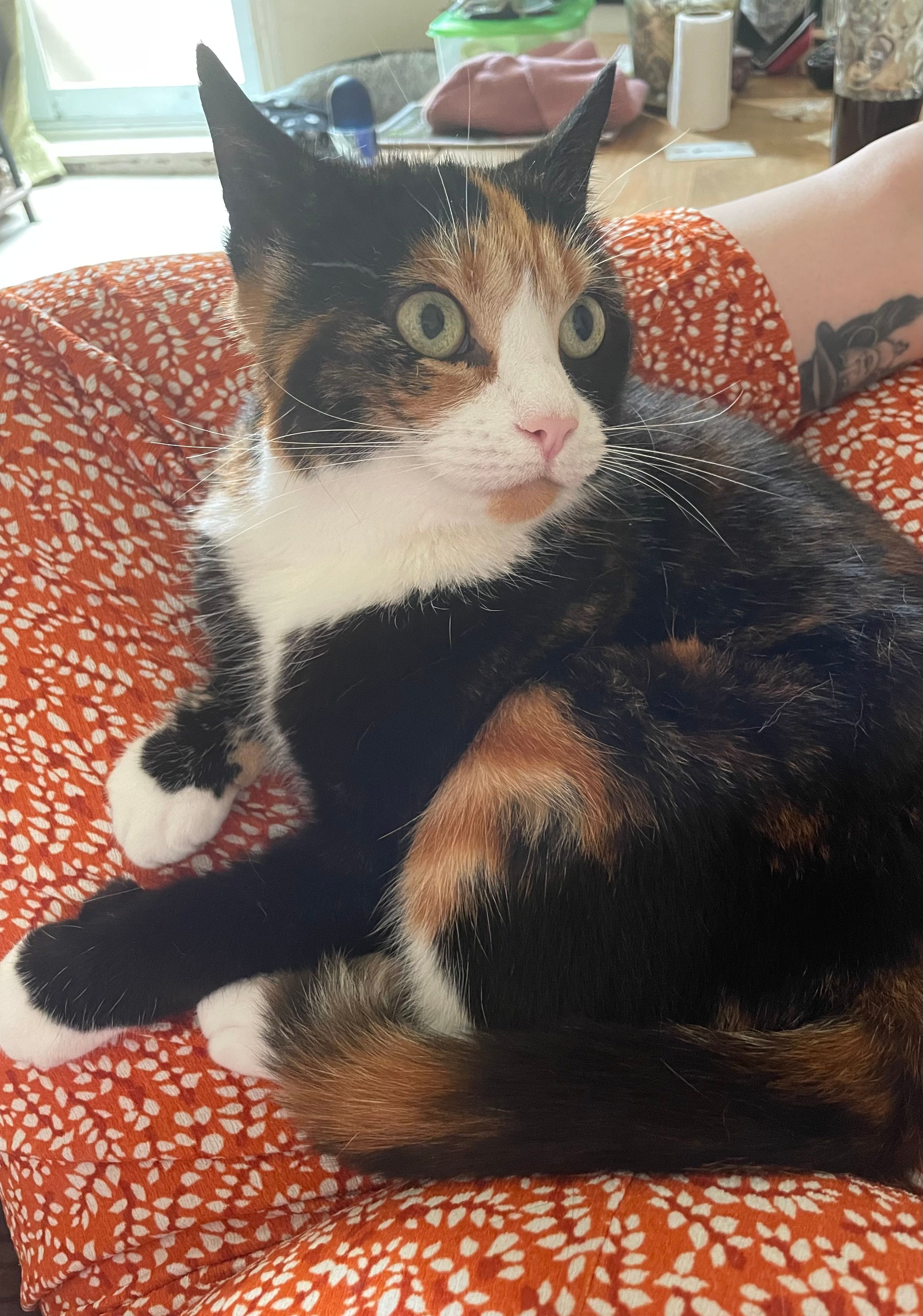 Tiger  - Mafeking Road, Southsea