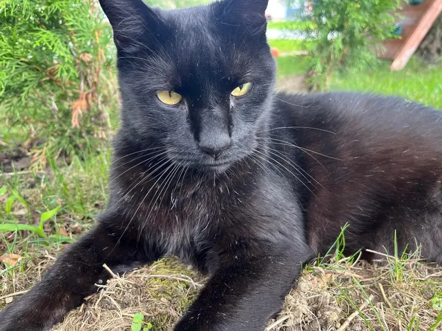 George - Union Avenue, Bridgeport