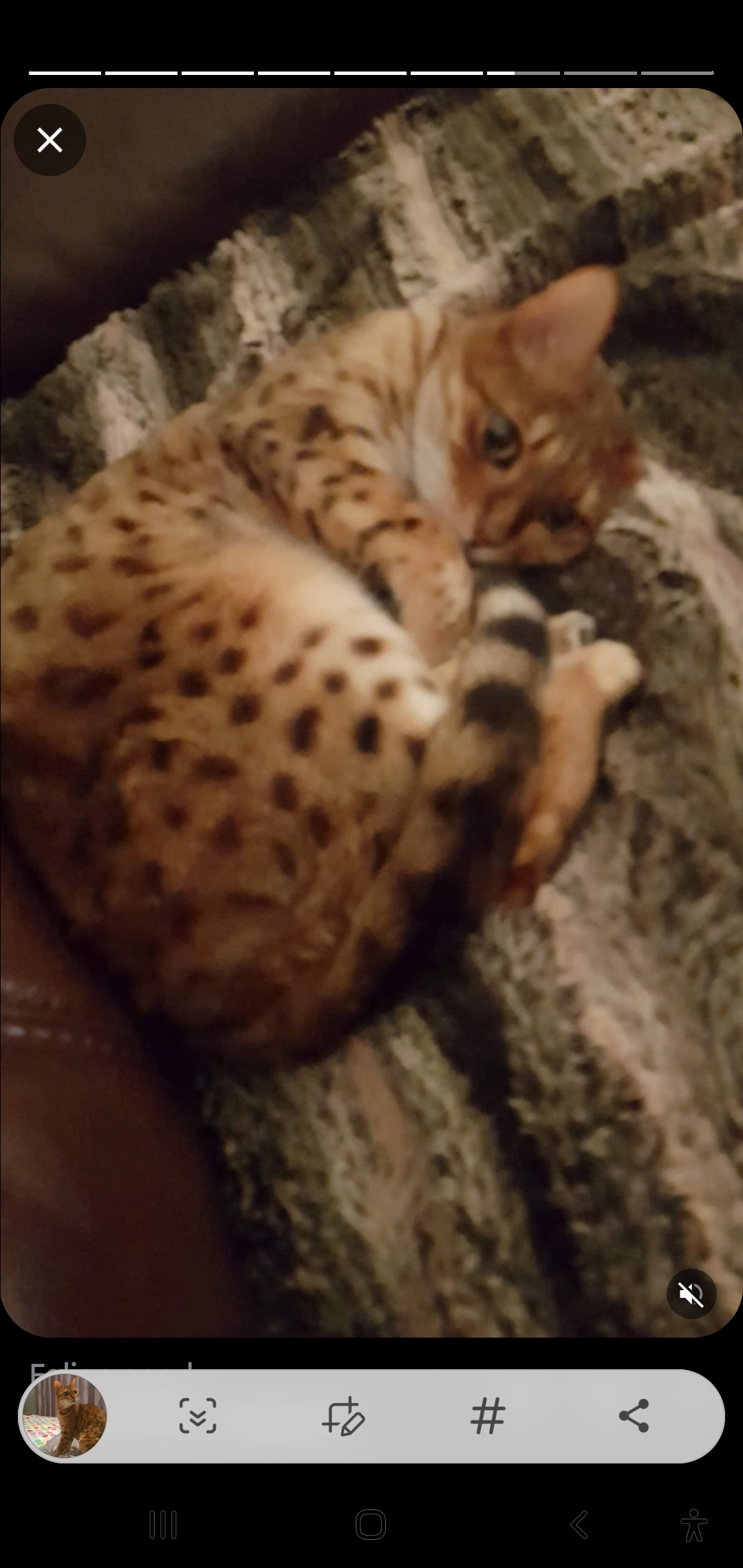 Izzy - Headlam View, Wallsend