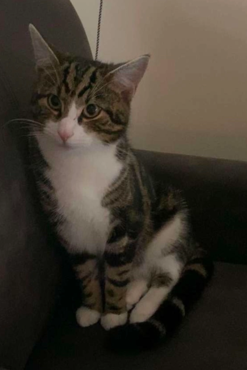 Poekie - Zevenkampse Ring, Rotterdam