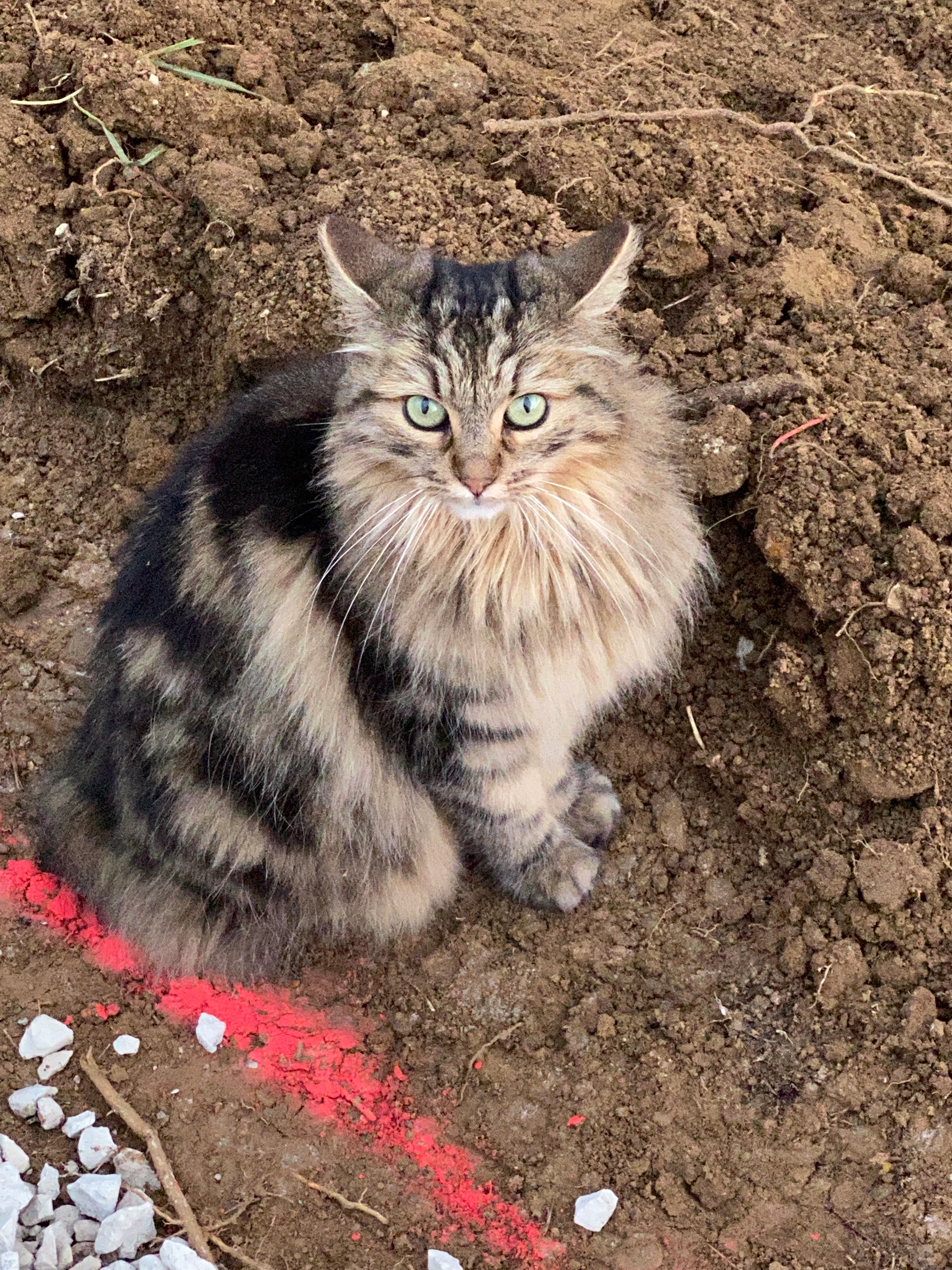 Lucy - Rue Louis Pergaud, Lons-le-Saunier