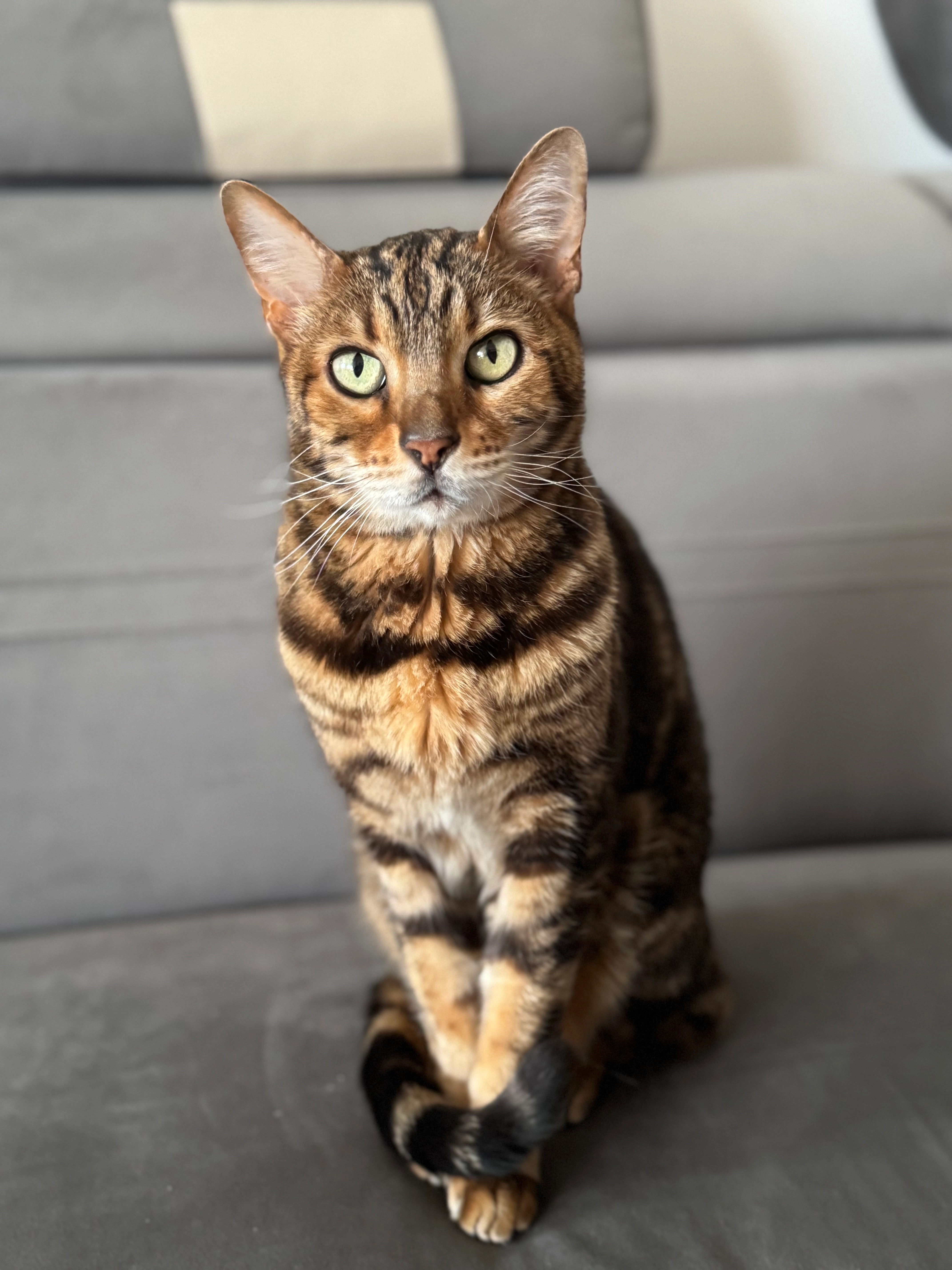 Mao - Hauptstraße (Walbersdorf) 66, Mattersburg