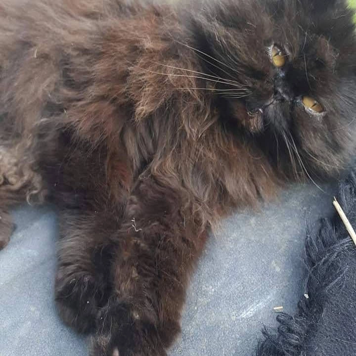 Blackie - Dolcoath Avenue, Camborne