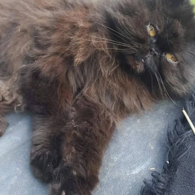 Blackie - Dolcoath Avenue, Camborne
