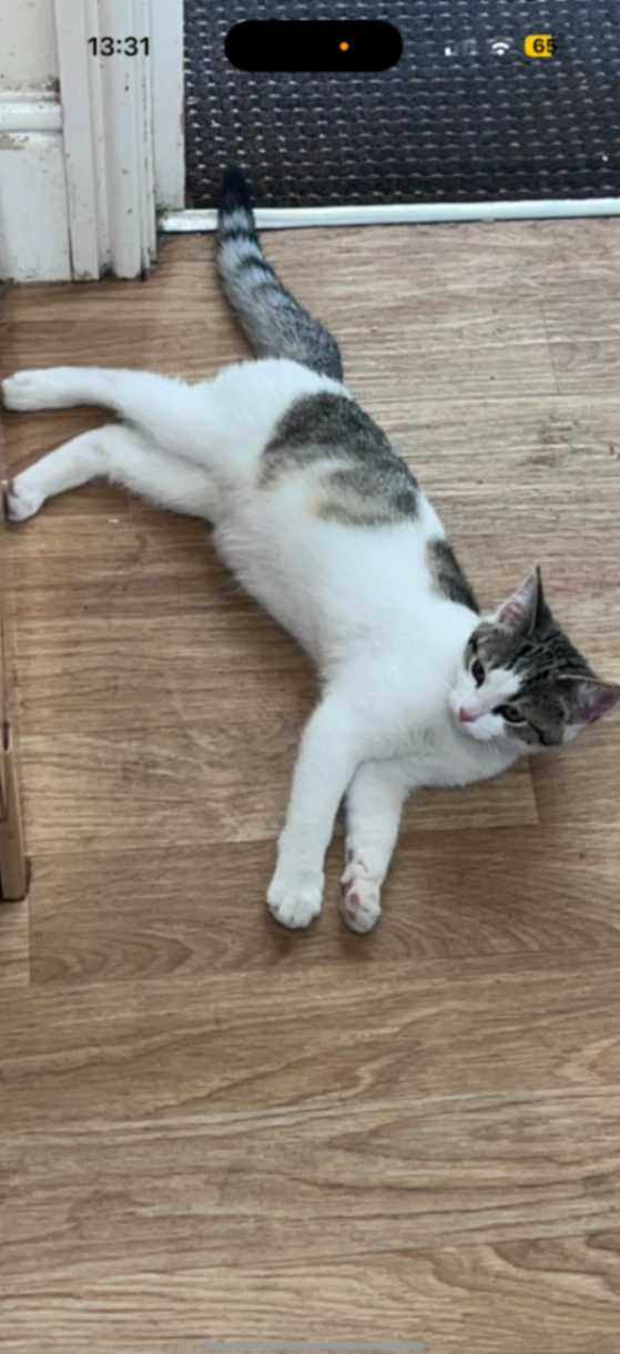 Keira - High Street, Brierley Hill