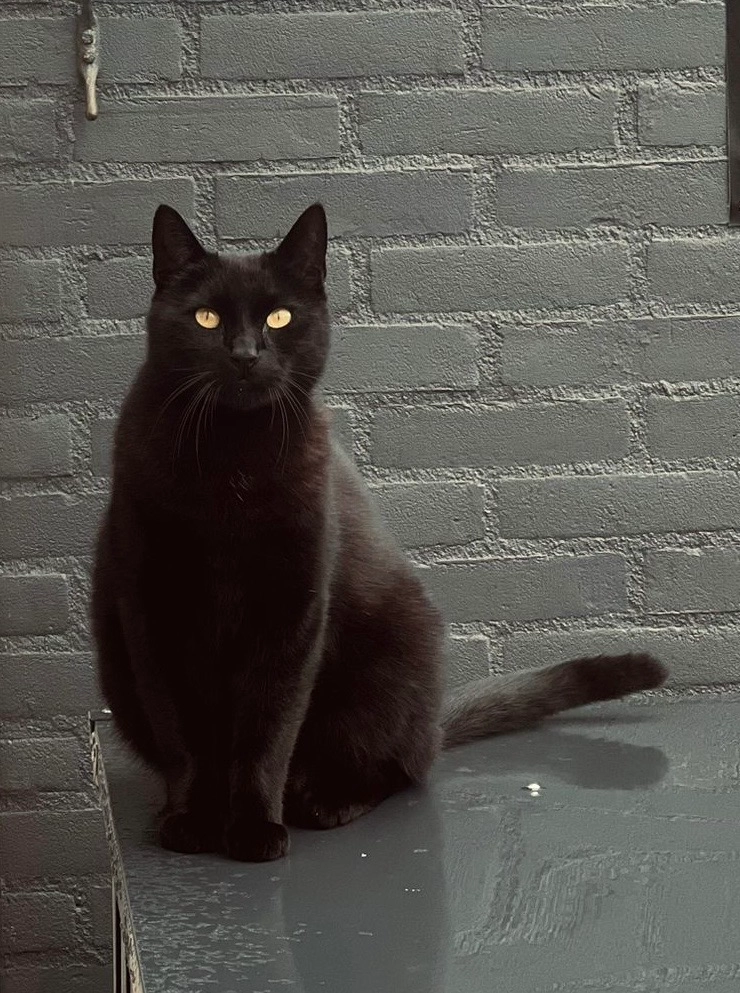 Balou - Anjelierenstraat, Rijnsburg