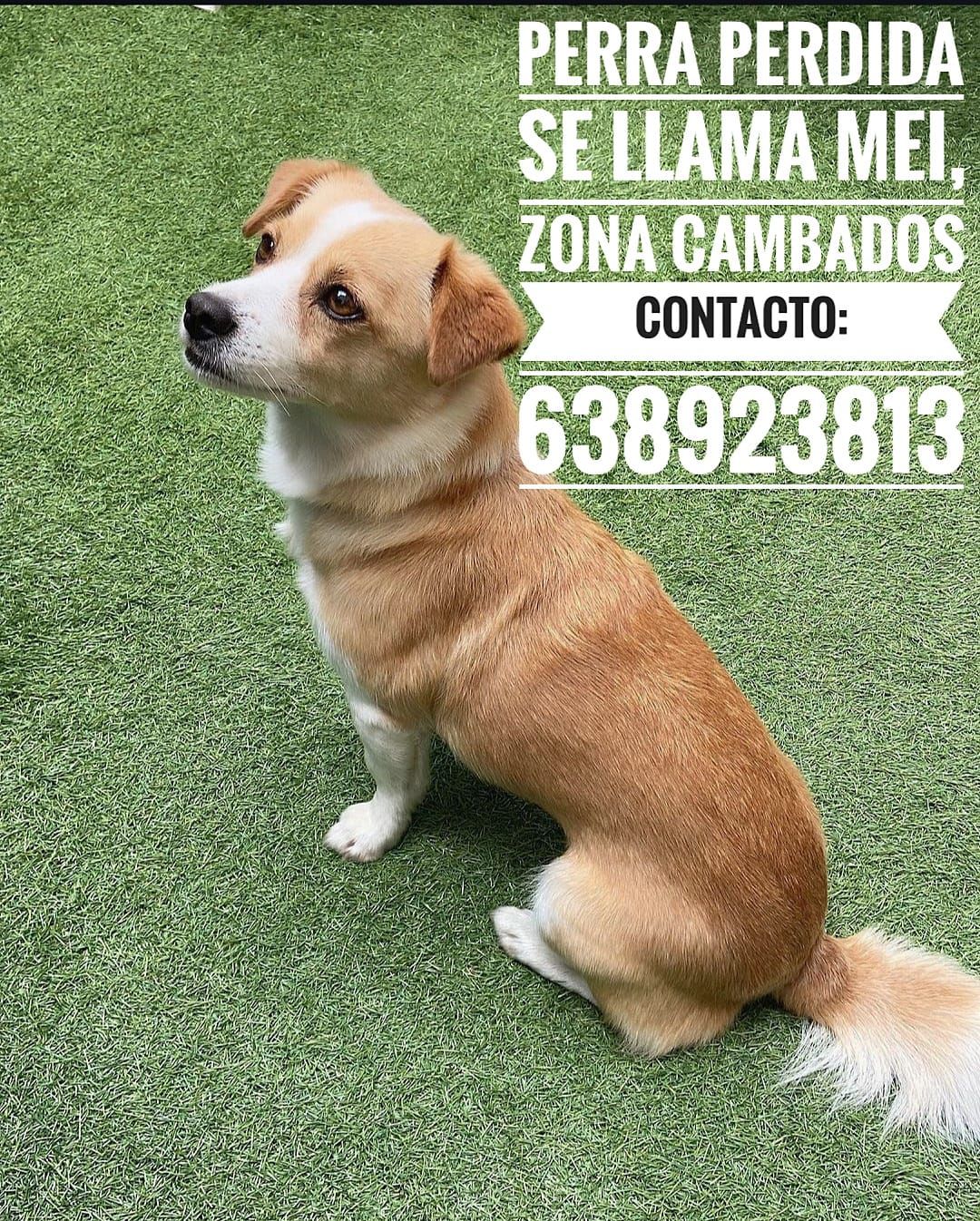 Mei - Ru San Benito, Cambados